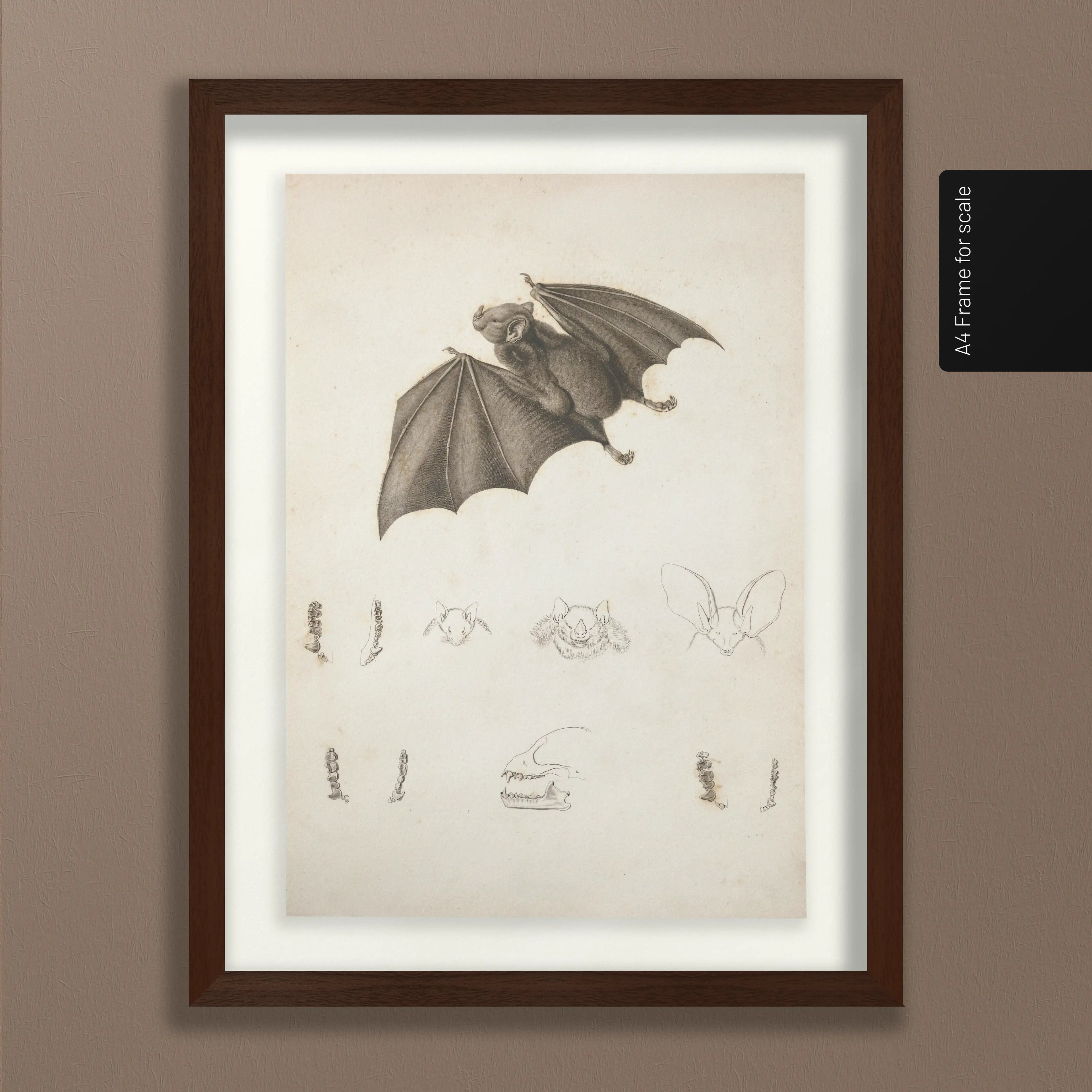 Natural History: Plate No. 95