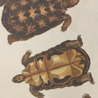 Natural History: Plate No. 96