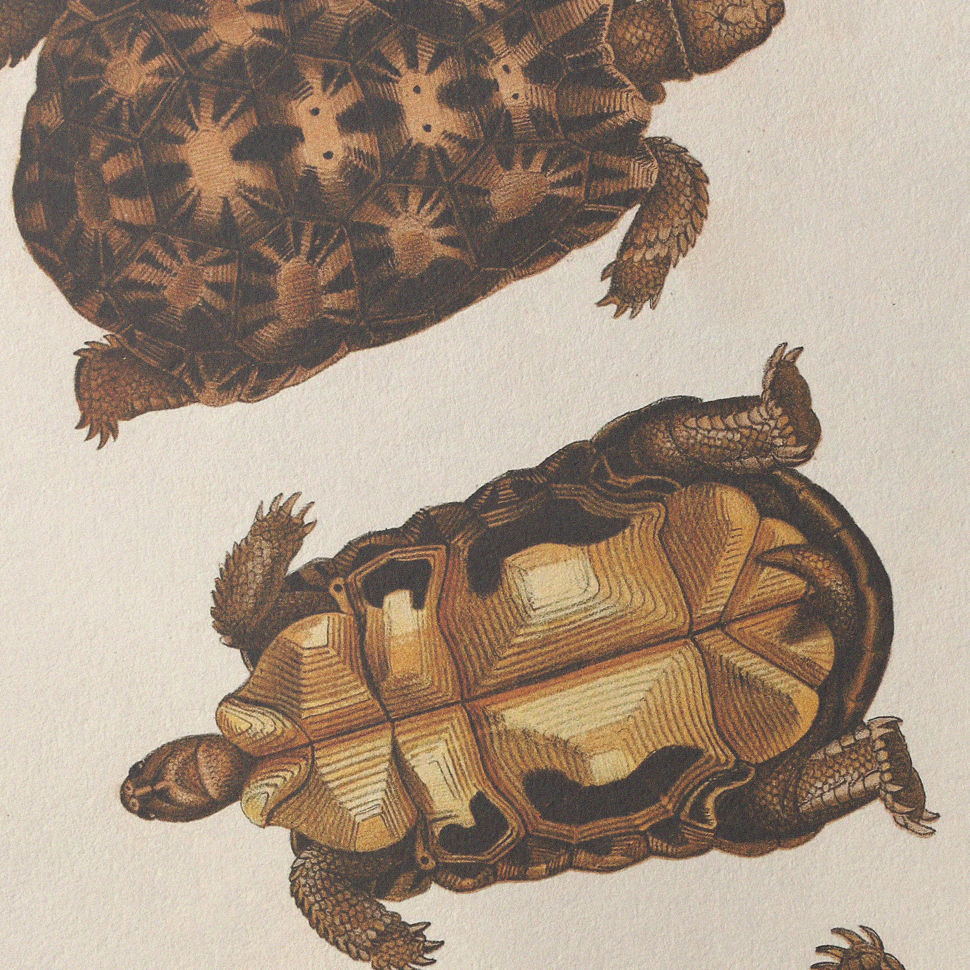 Natural History: Plate No. 96