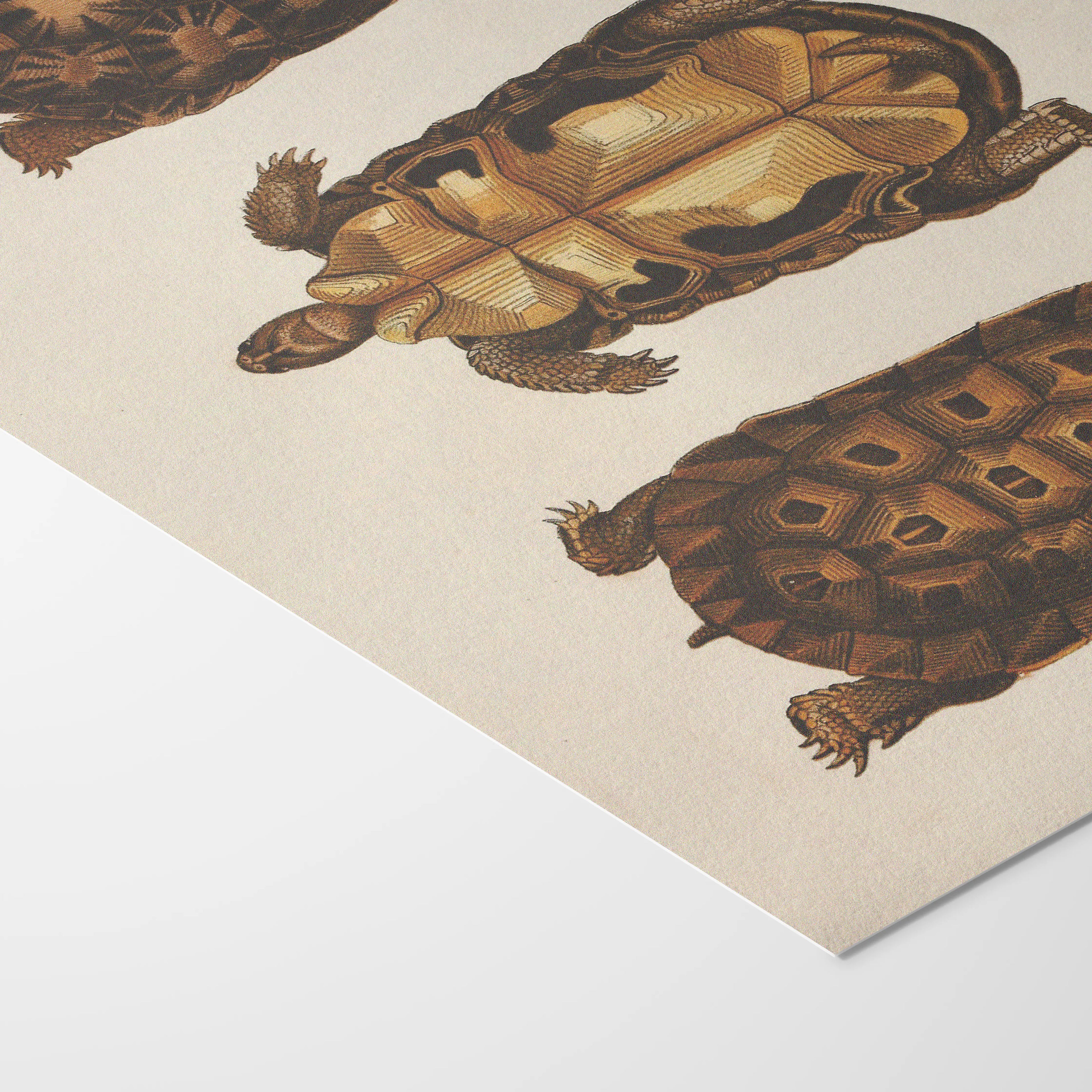 Natural History: Plate No. 96