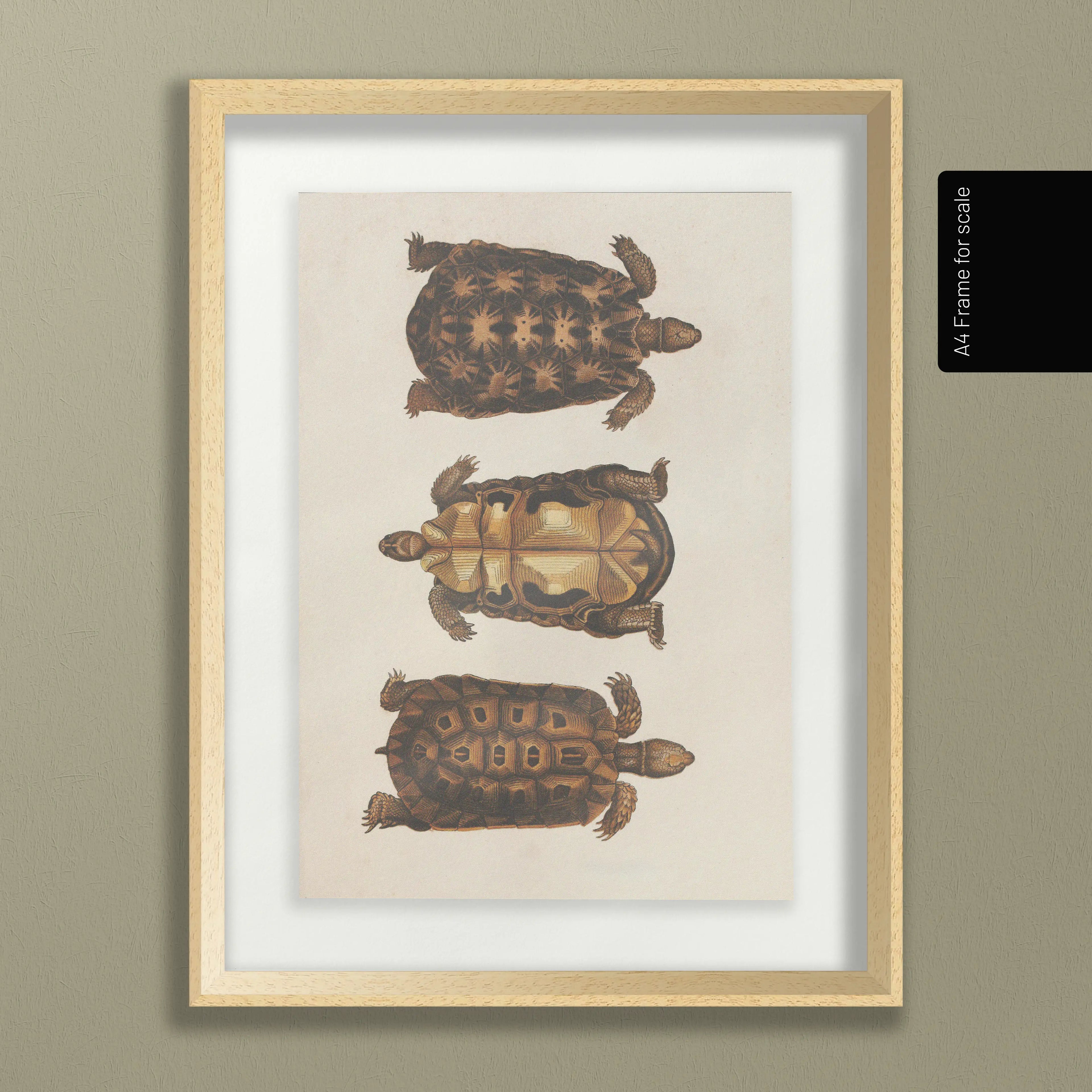 Natural History: Plate No. 96