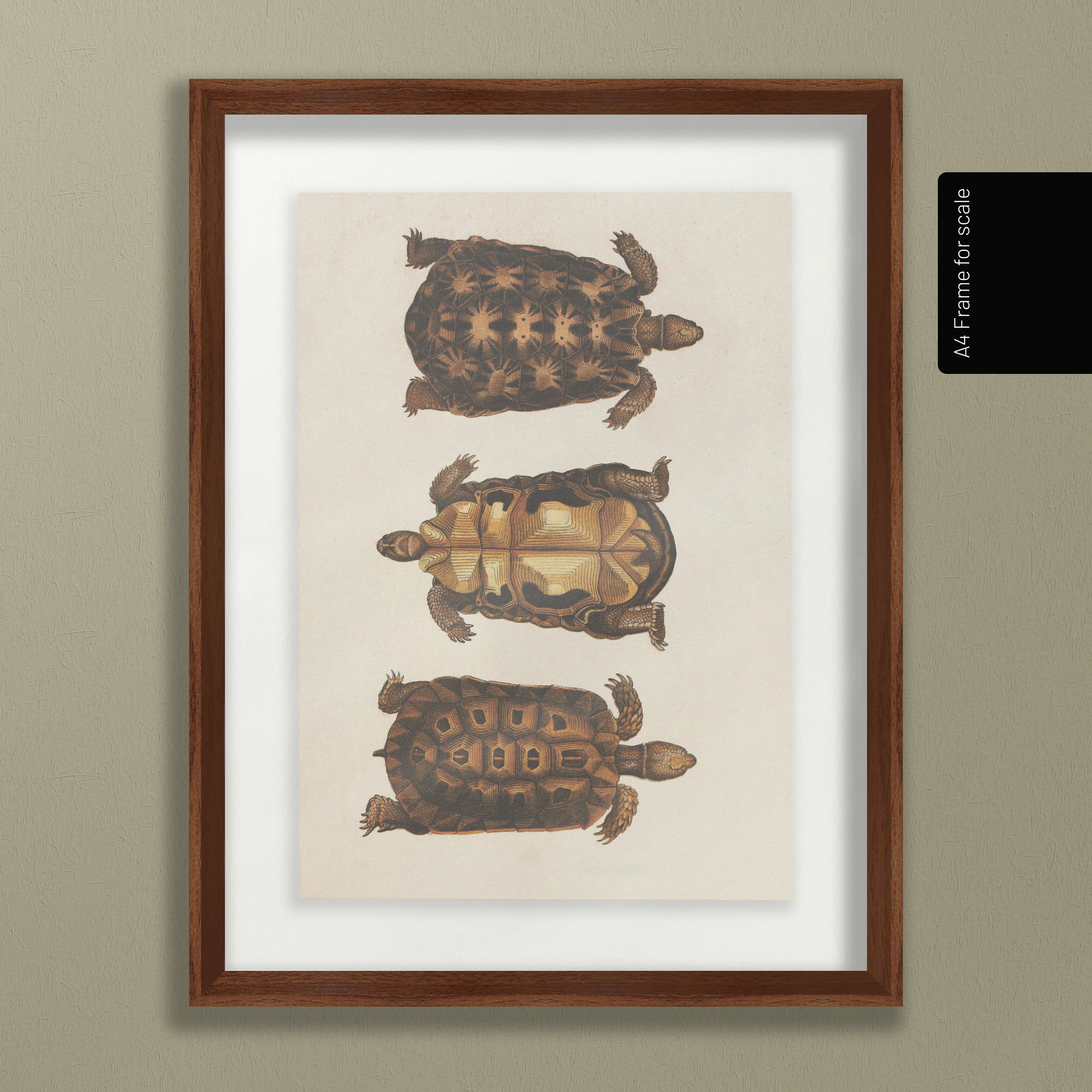 Natural History: Plate No. 96