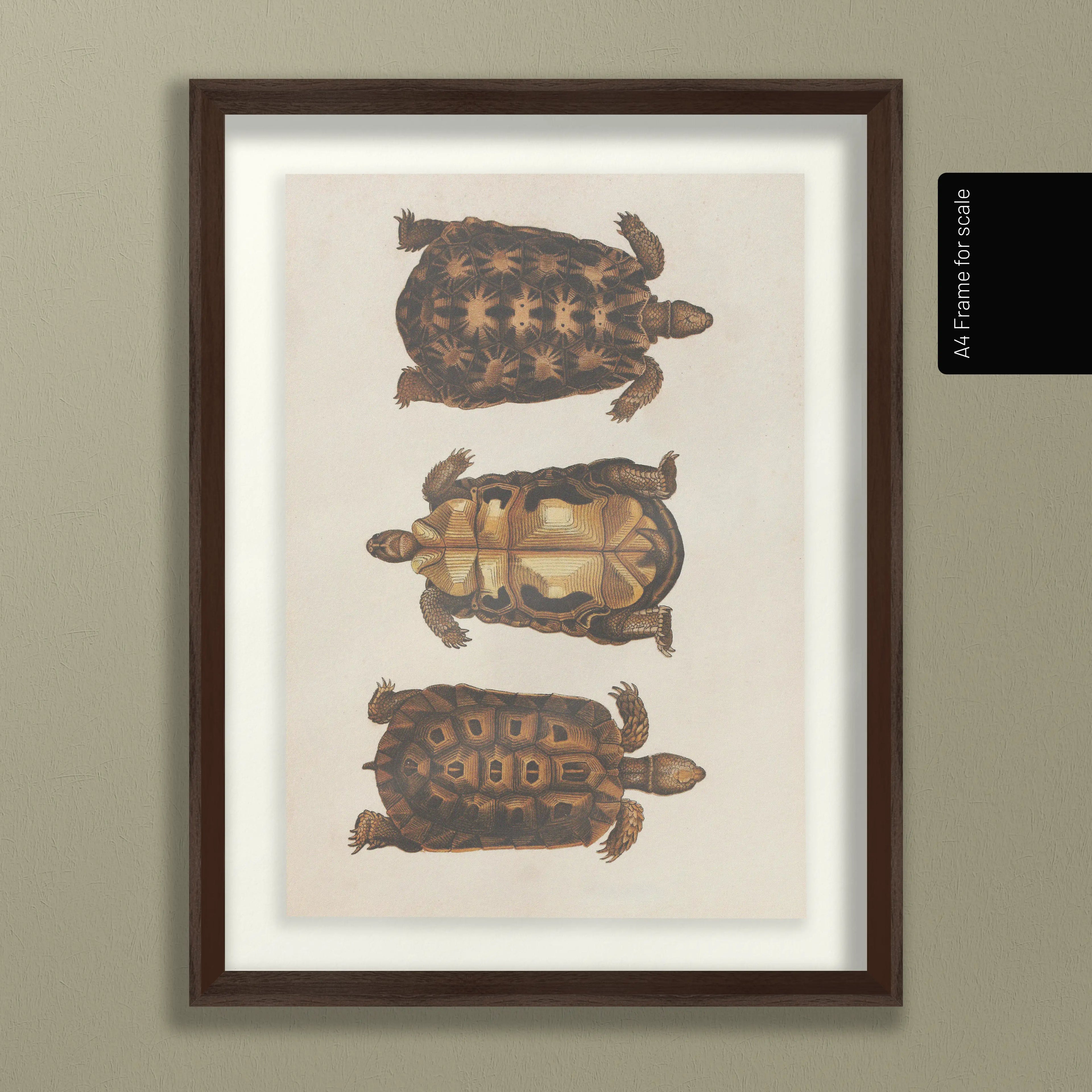 Natural History: Plate No. 96