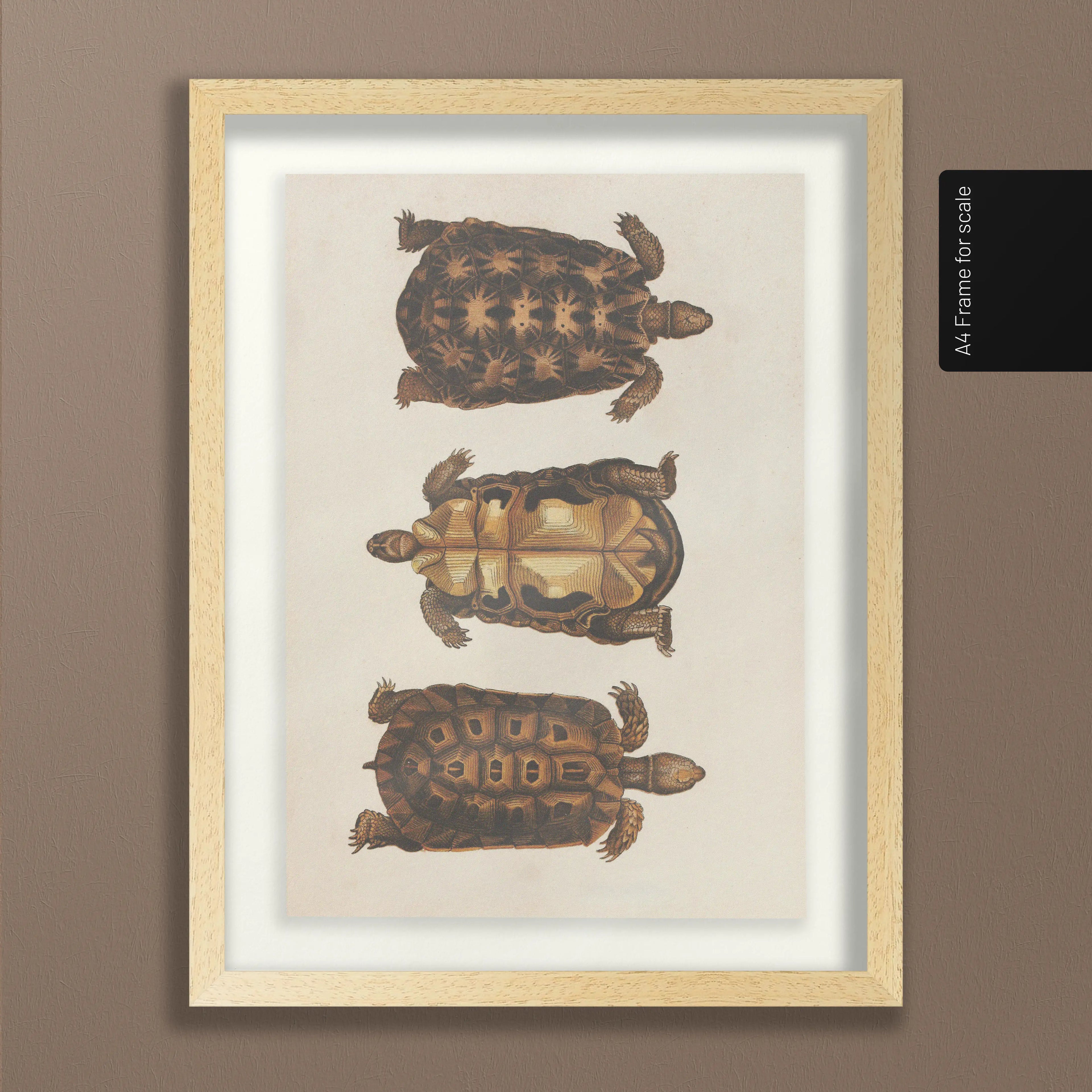 Natural History: Plate No. 96