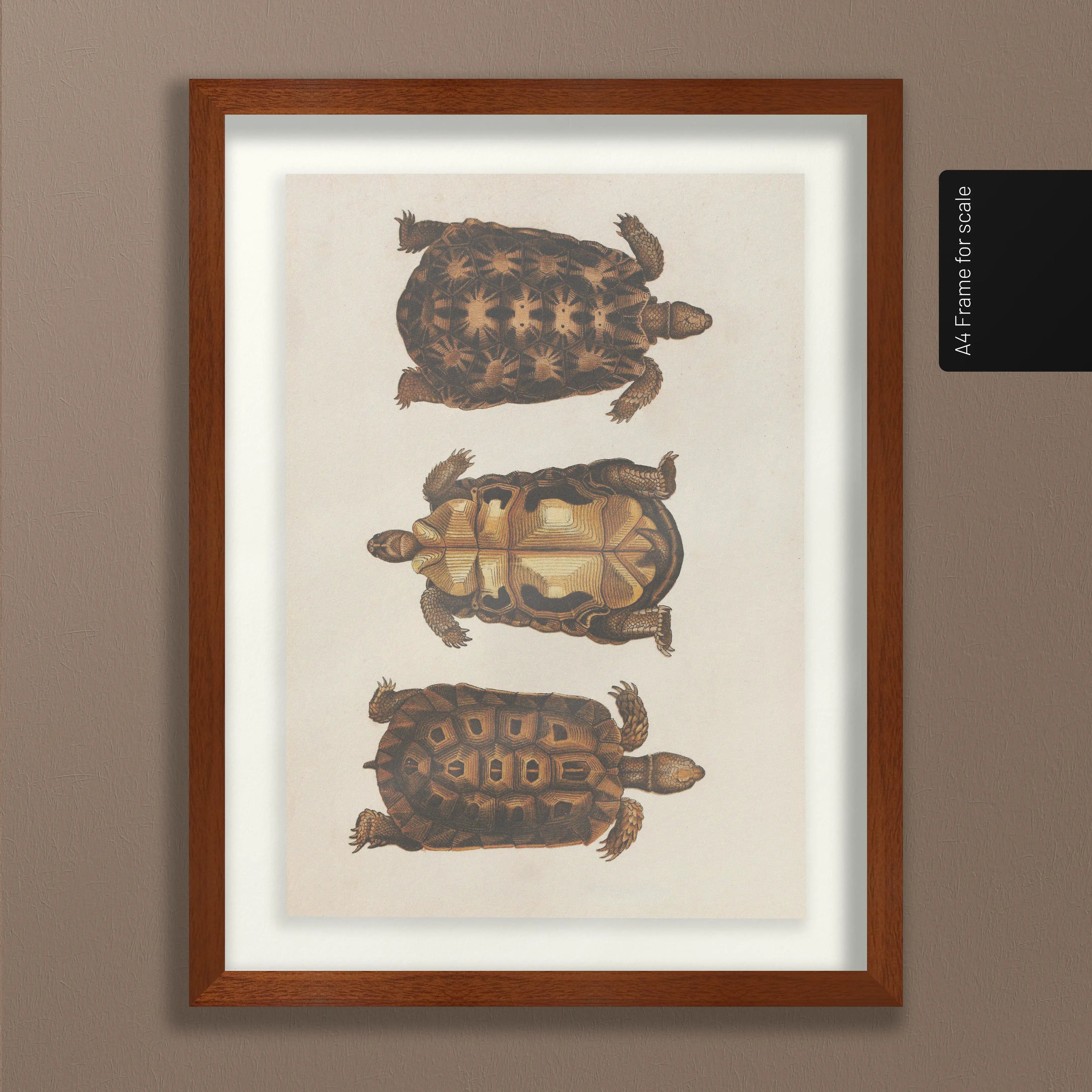 Natural History: Plate No. 96