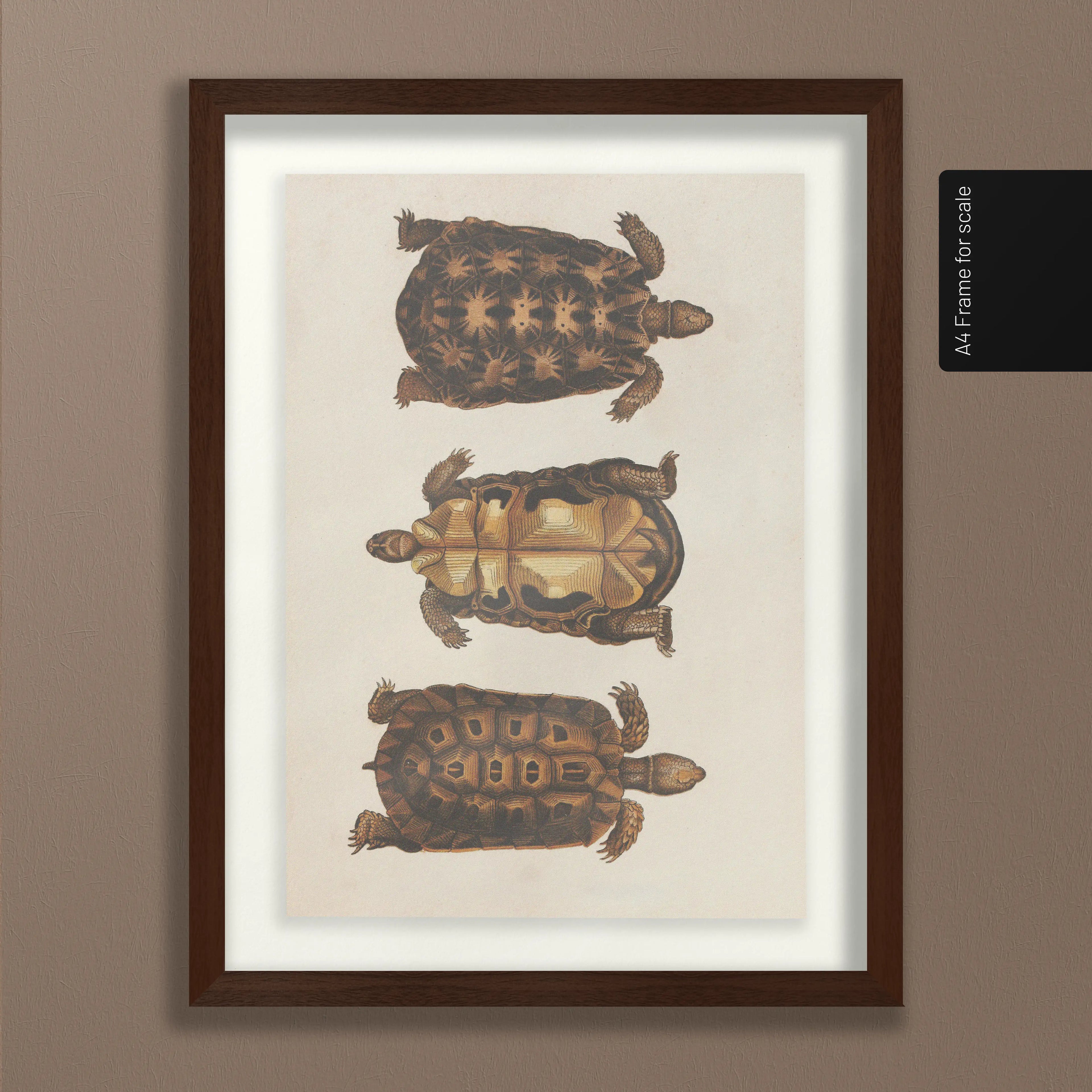 Natural History: Plate No. 96