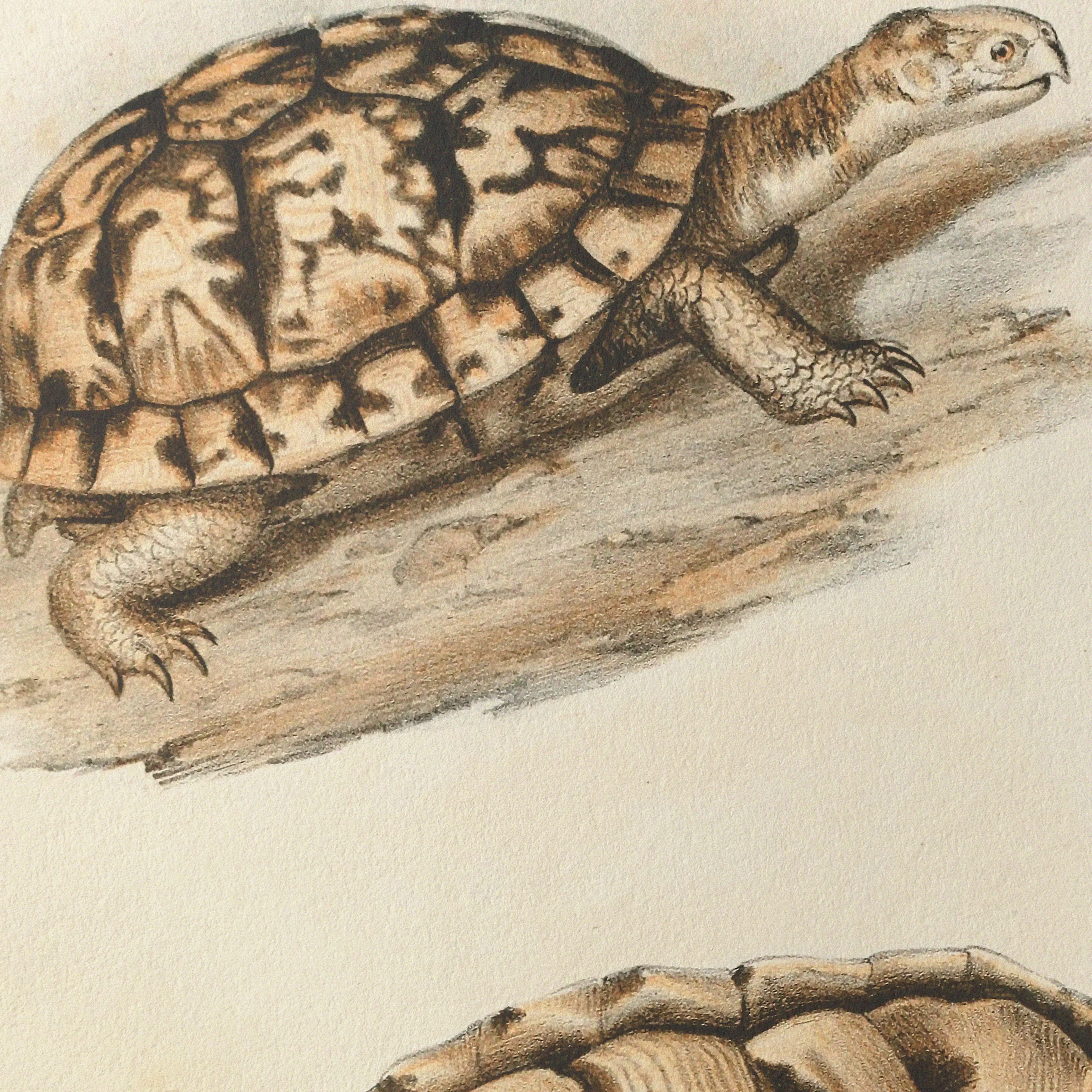 Natural History: Plate No. 97