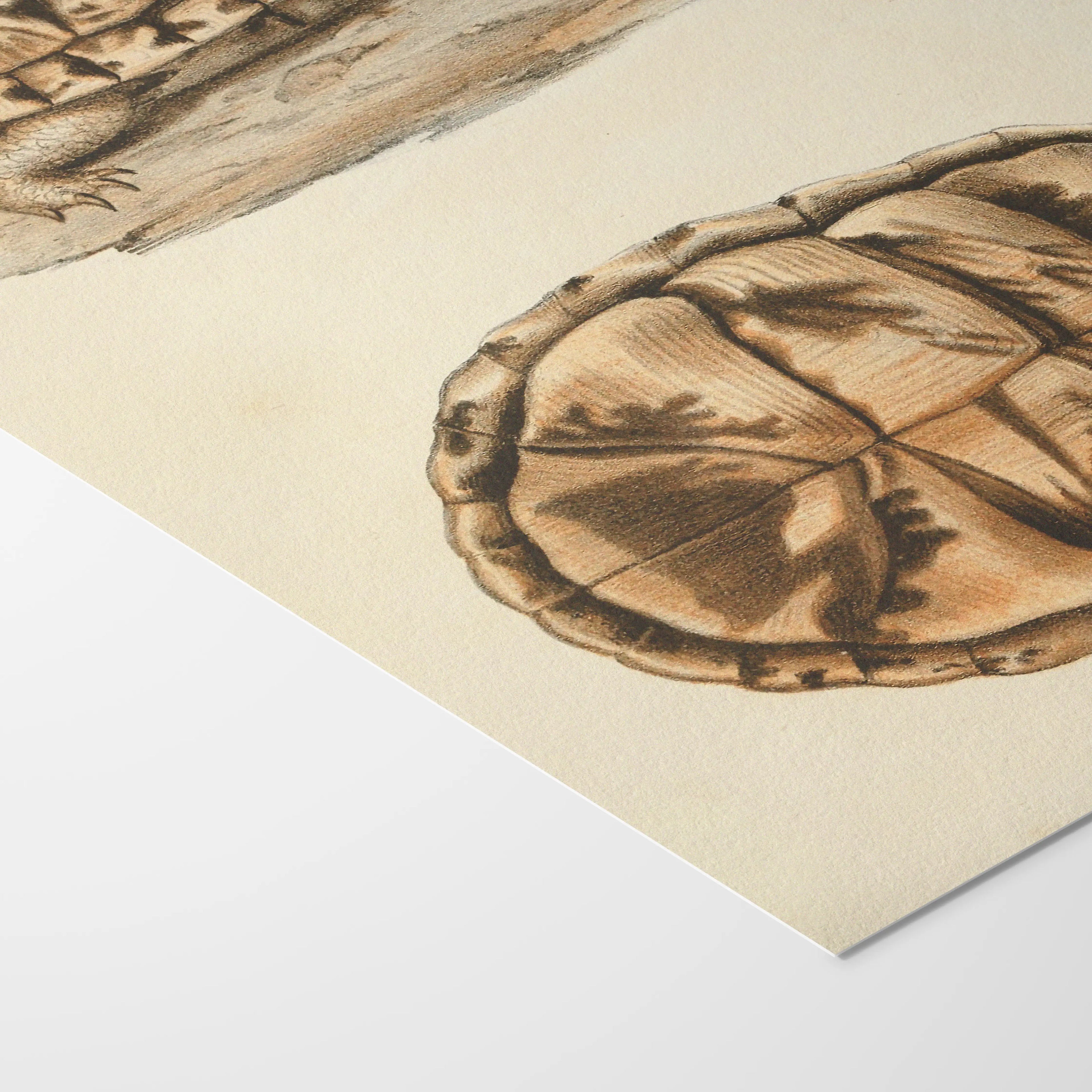 Natural History: Plate No. 97