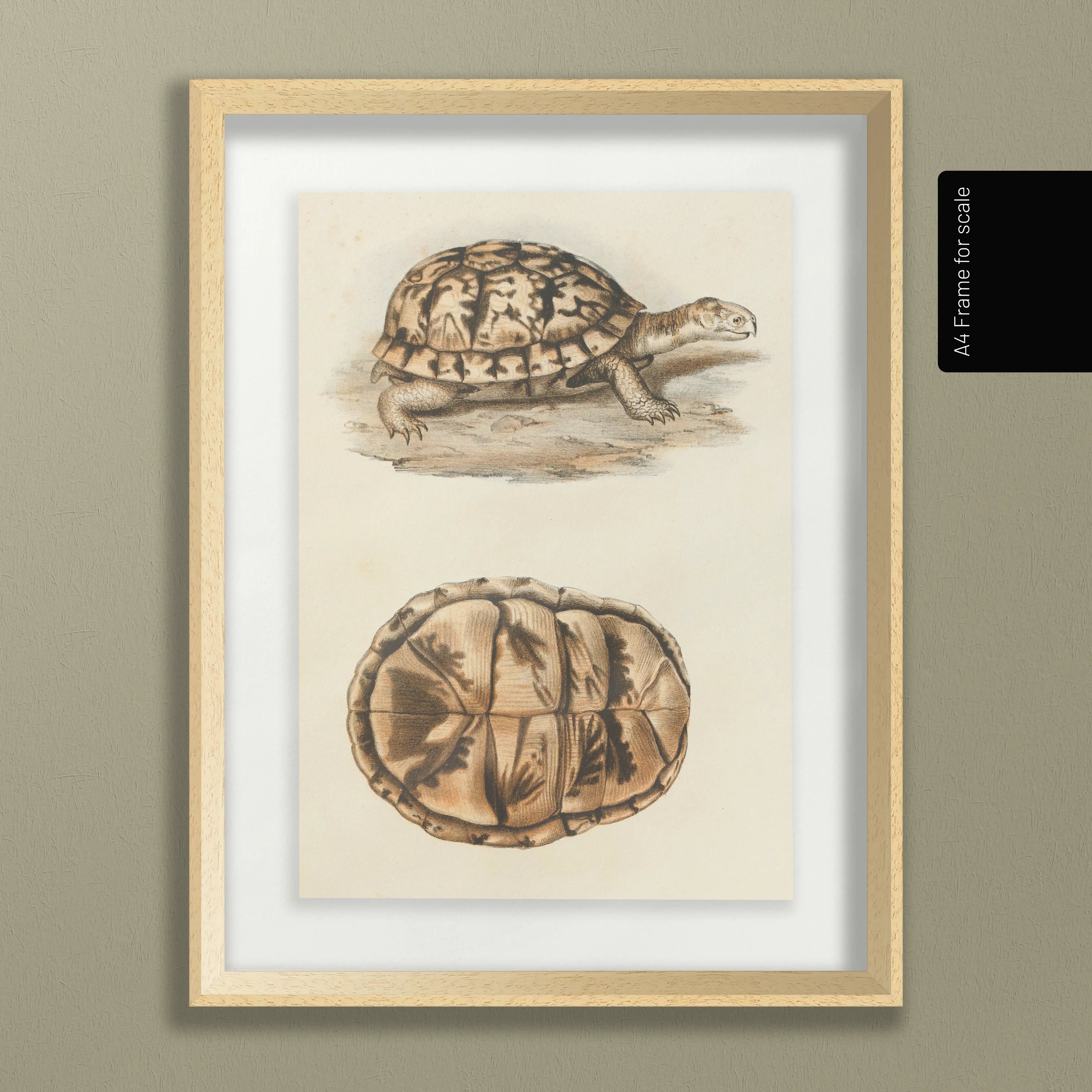 Natural History: Plate No. 97