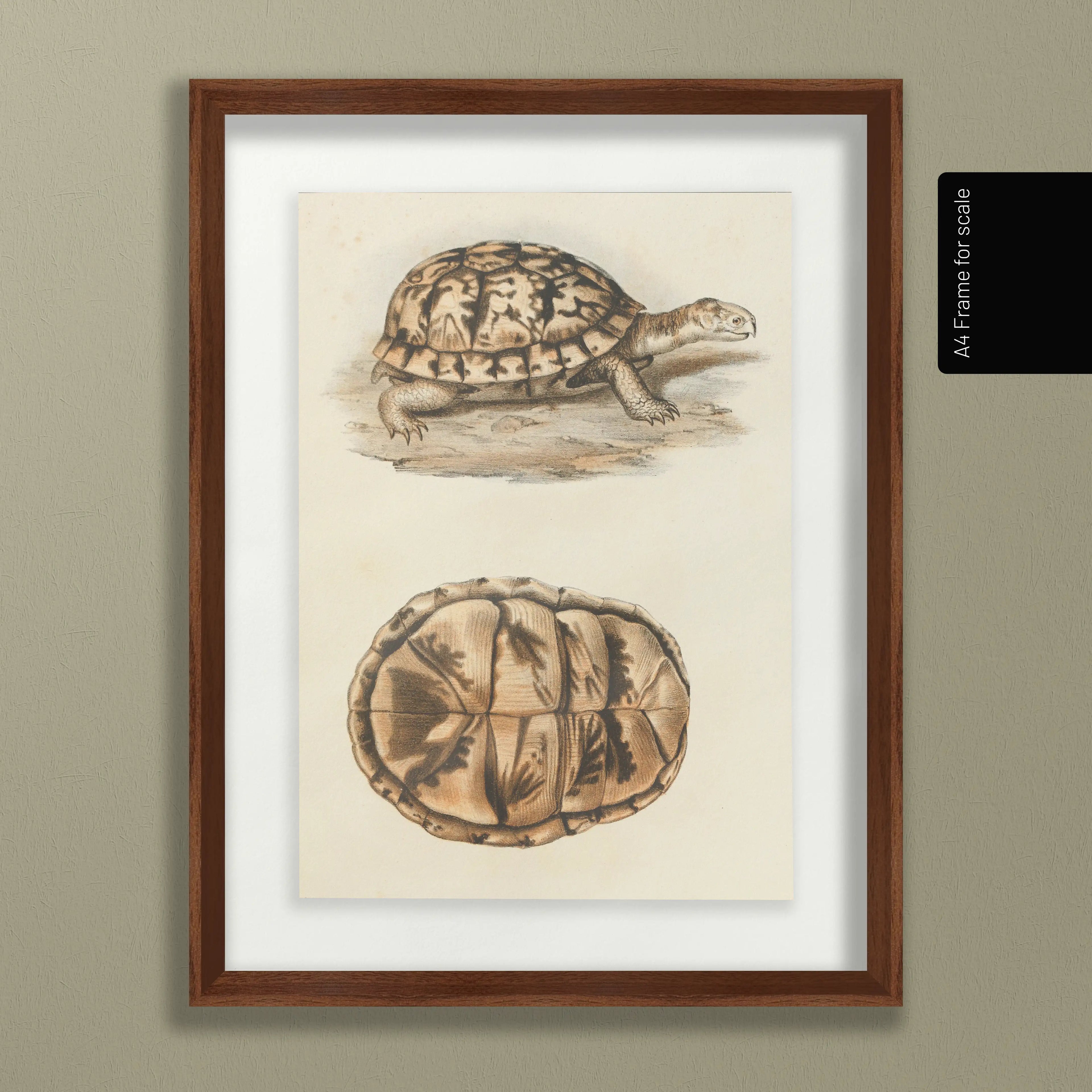 Natural History: Plate No. 97