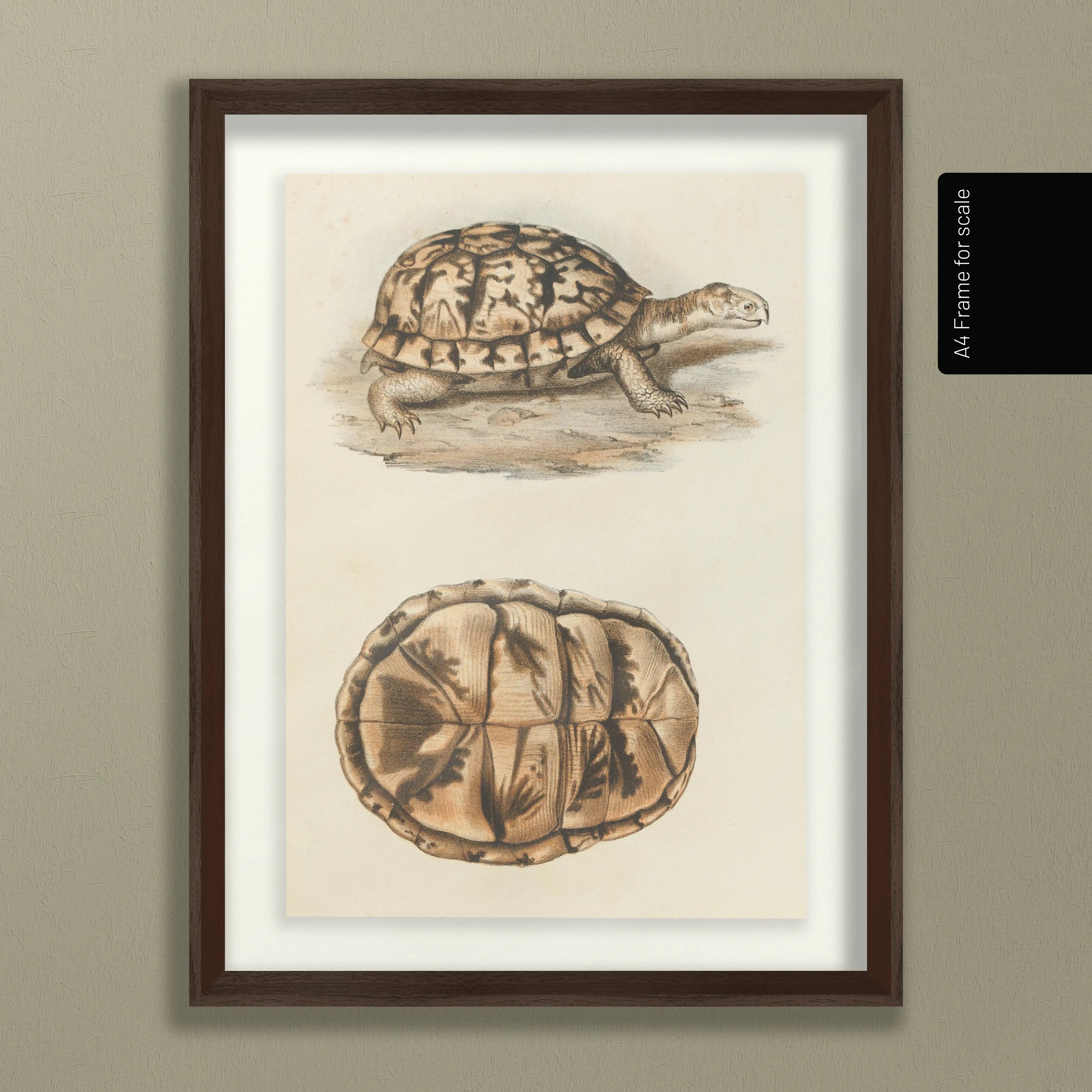 Natural History: Plate No. 97