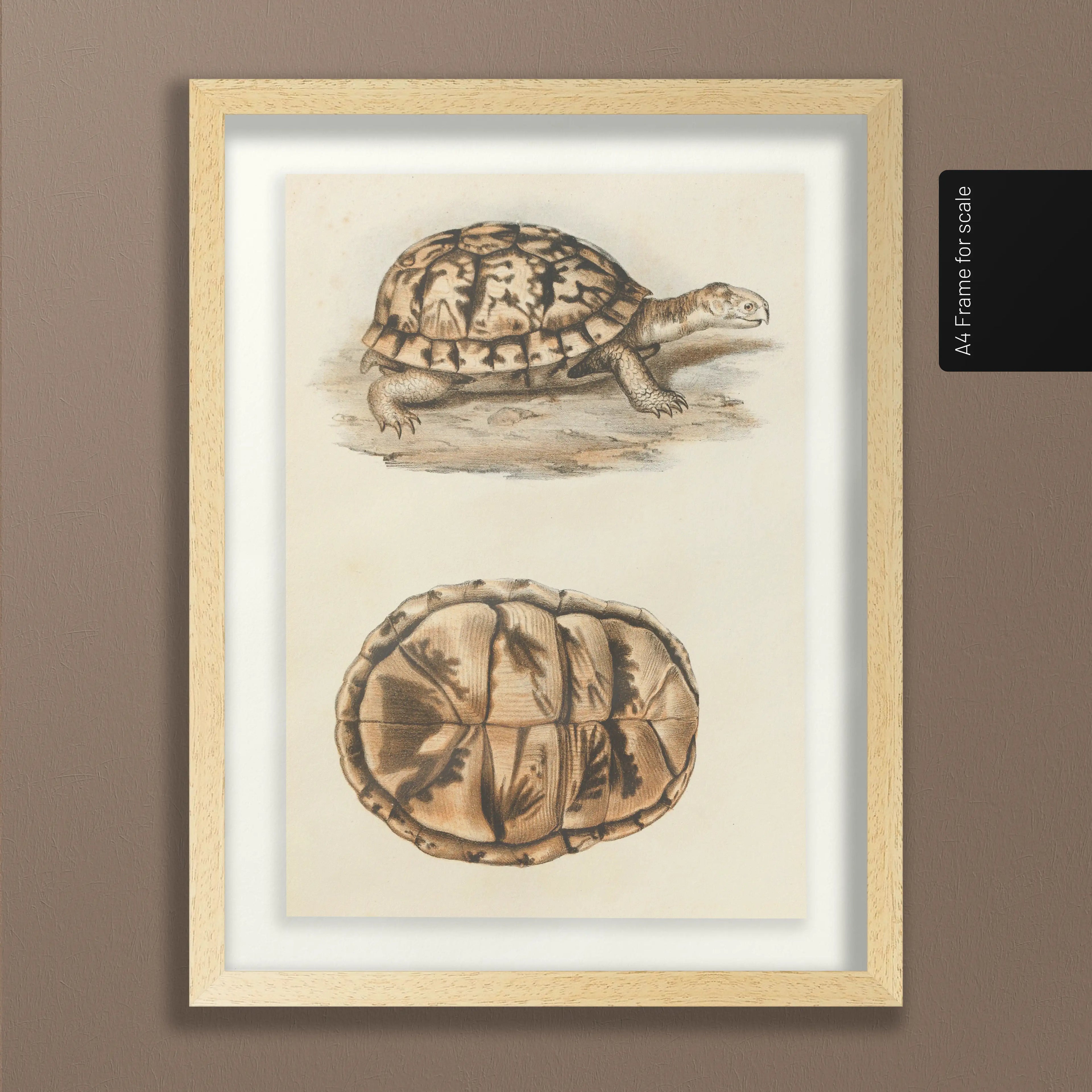 Natural History: Plate No. 97