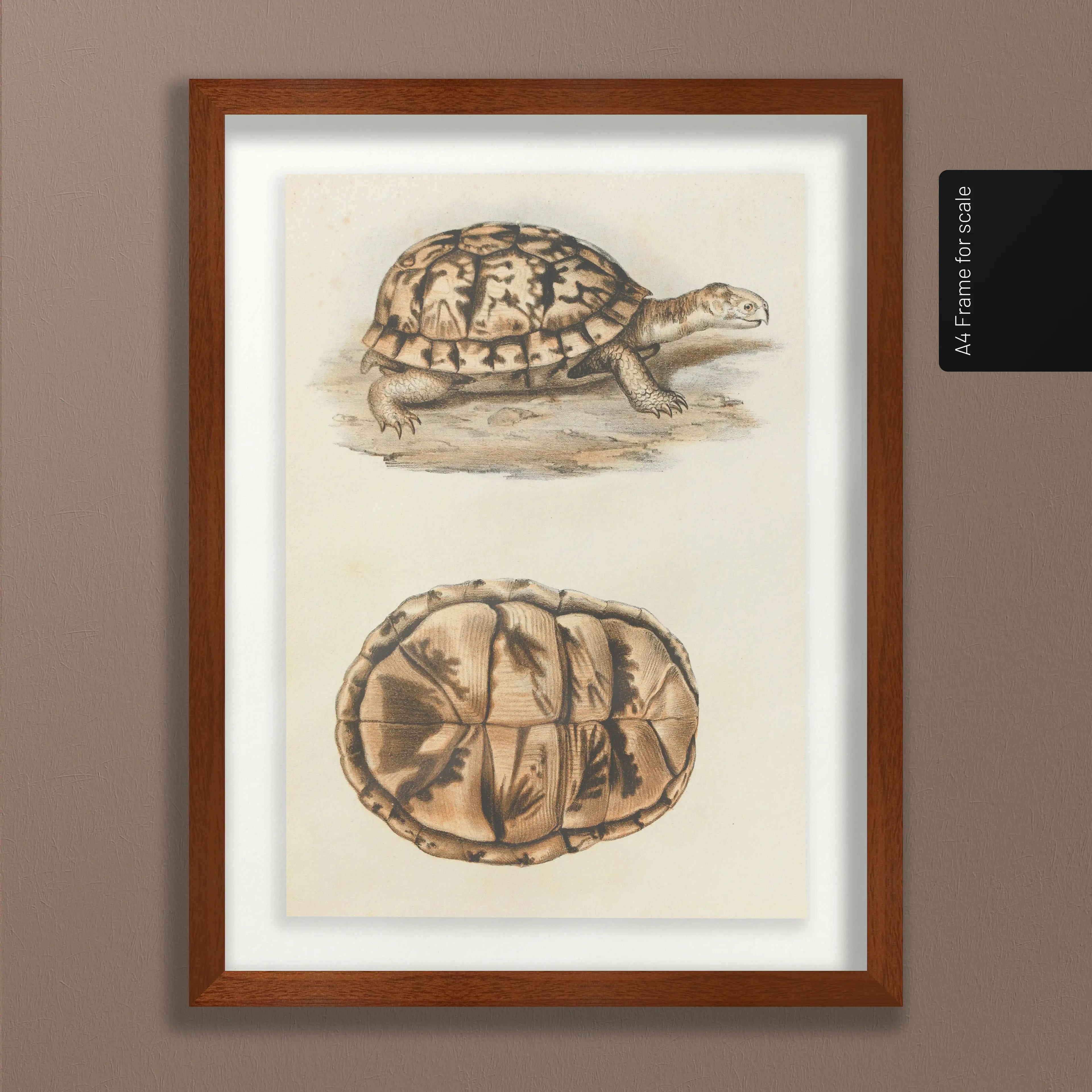 Natural History: Plate No. 97