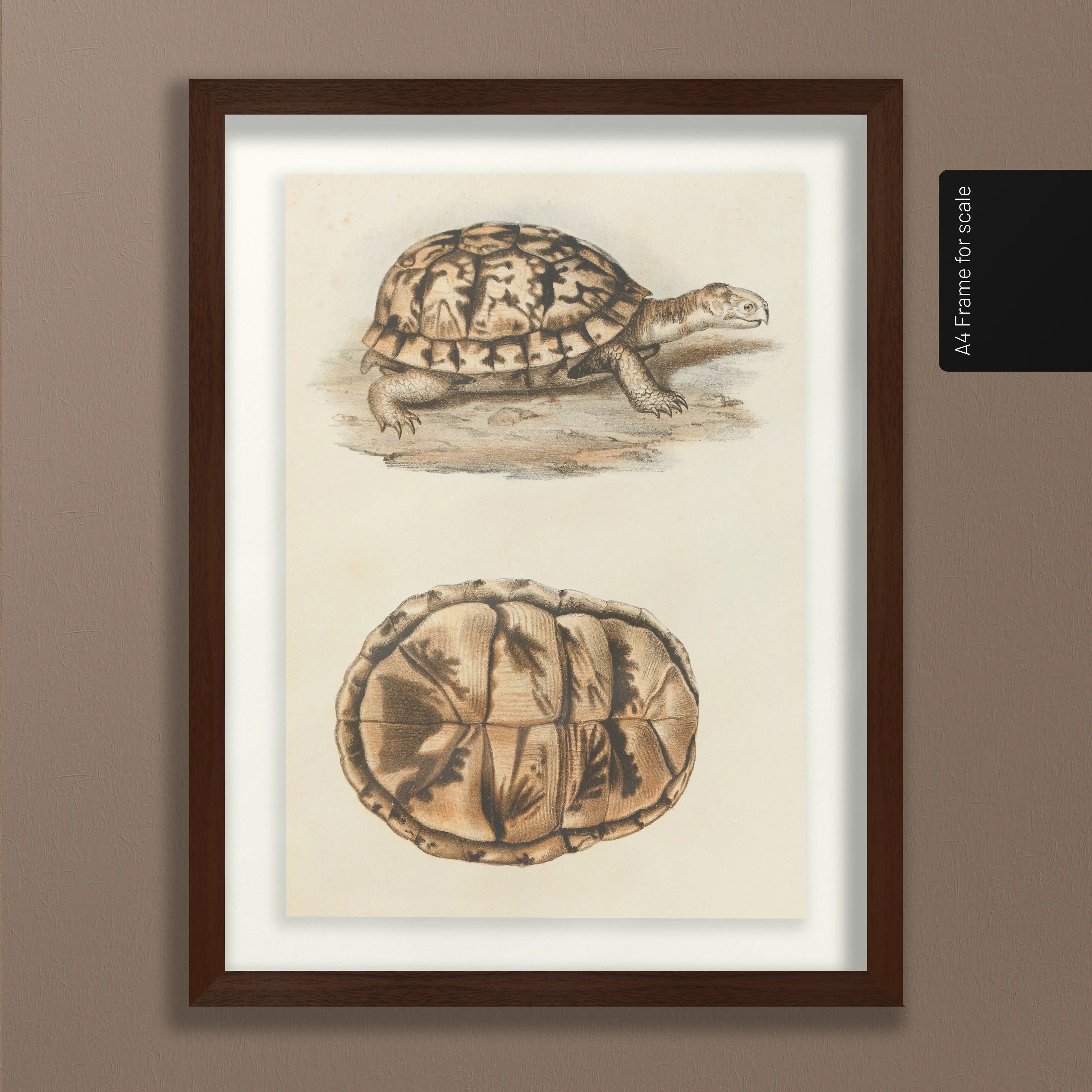 Natural History: Plate No. 97