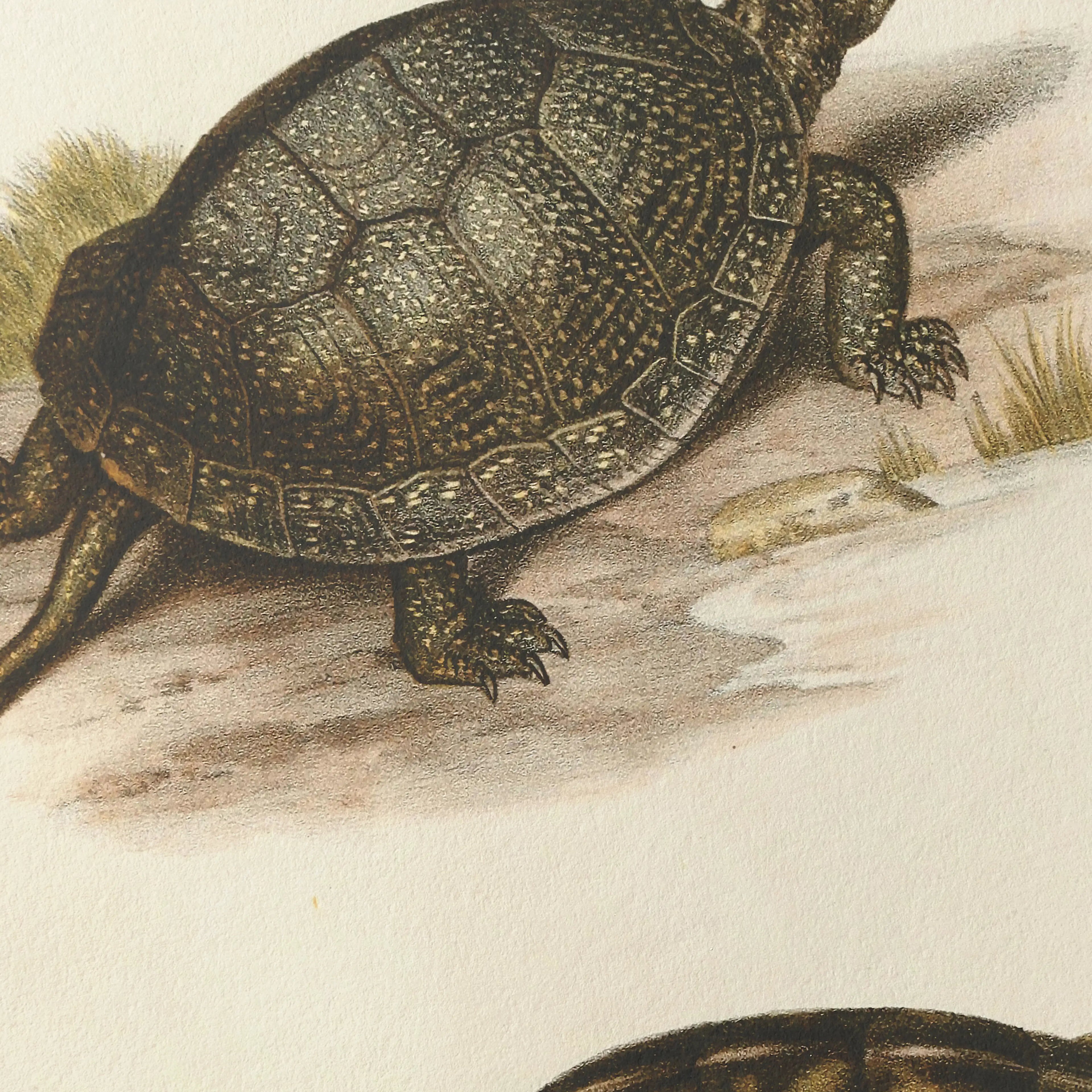 Natural History: Plate No. 98