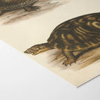Natural History: Plate No. 98