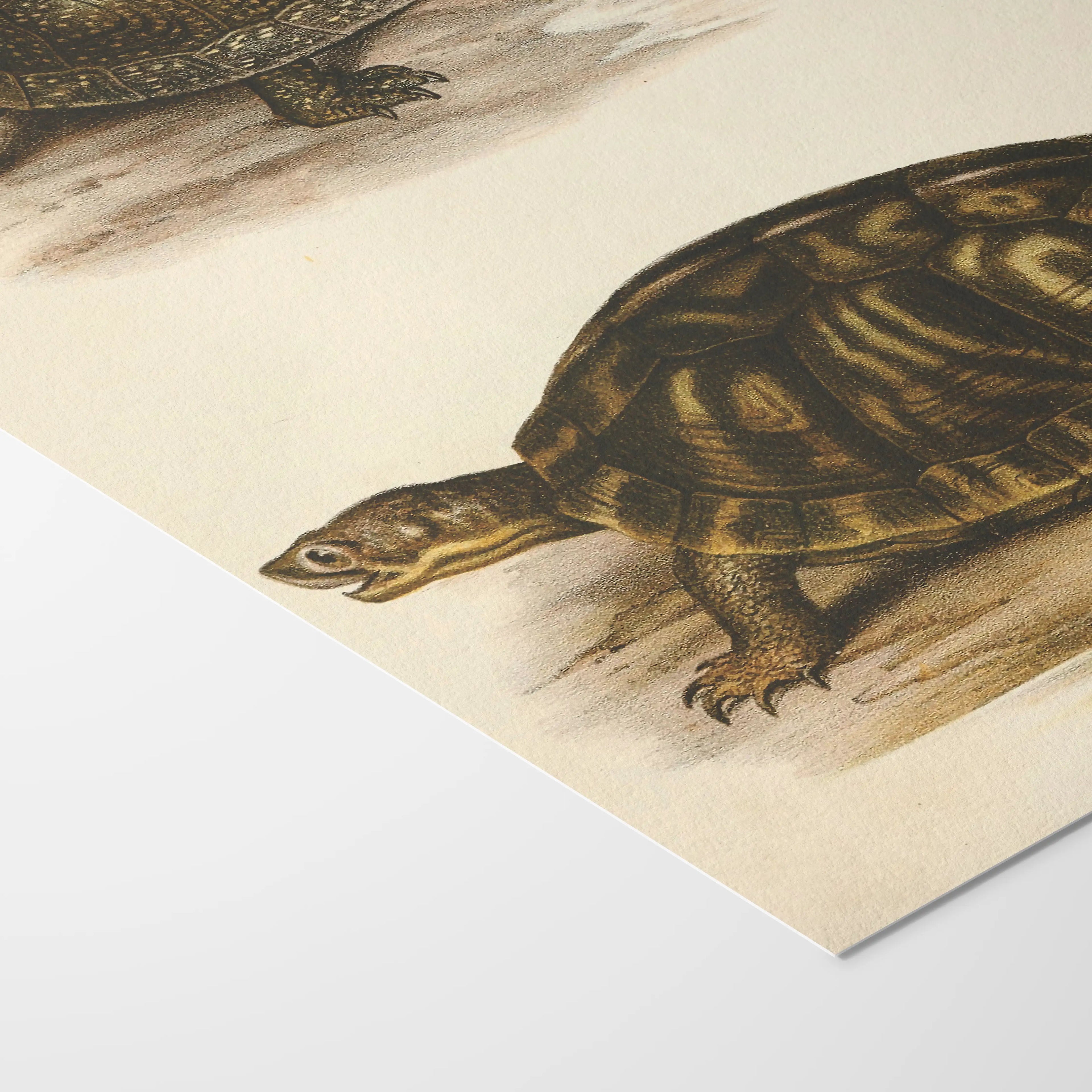 Natural History: Plate No. 98