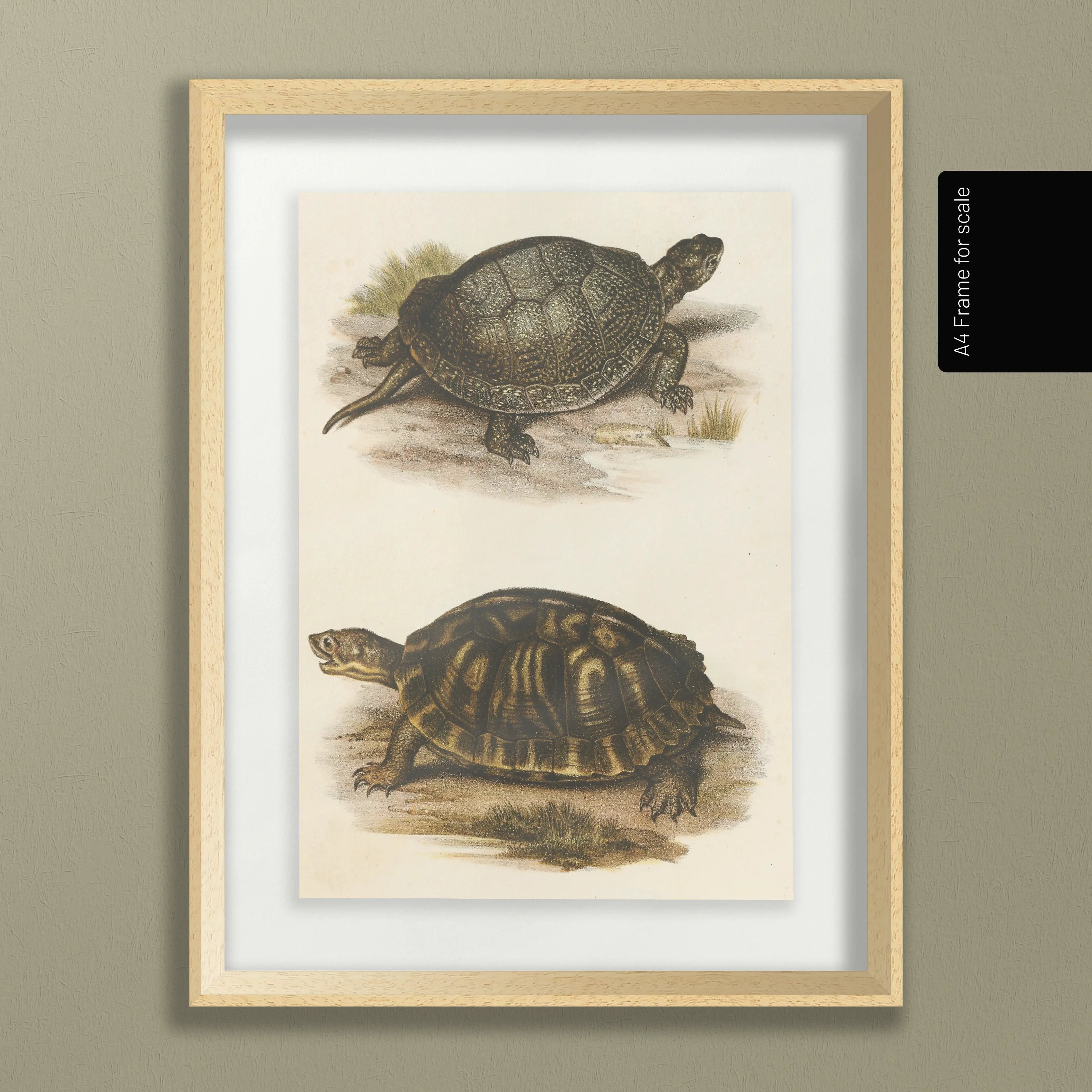 Natural History: Plate No. 98