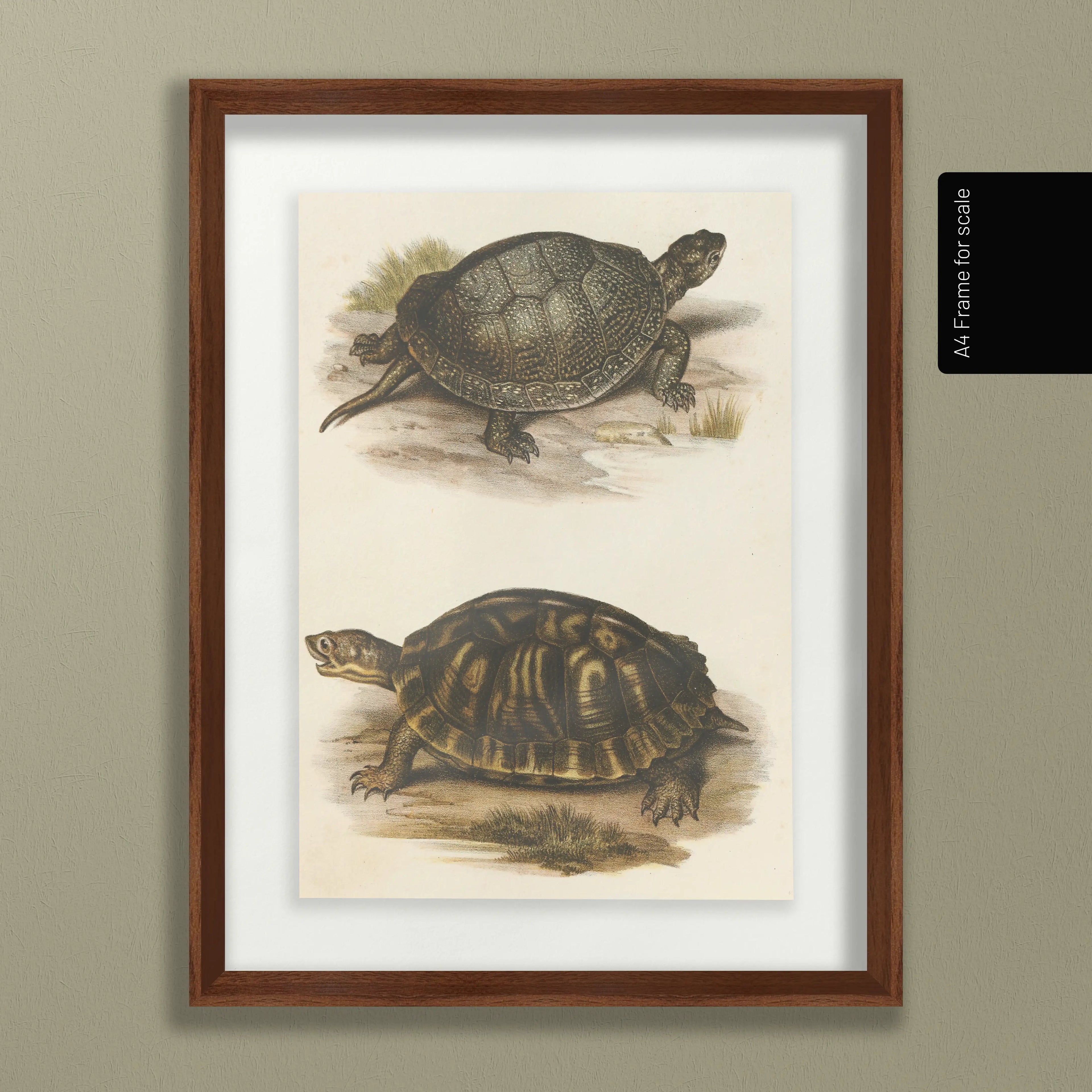 Natural History: Plate No. 98