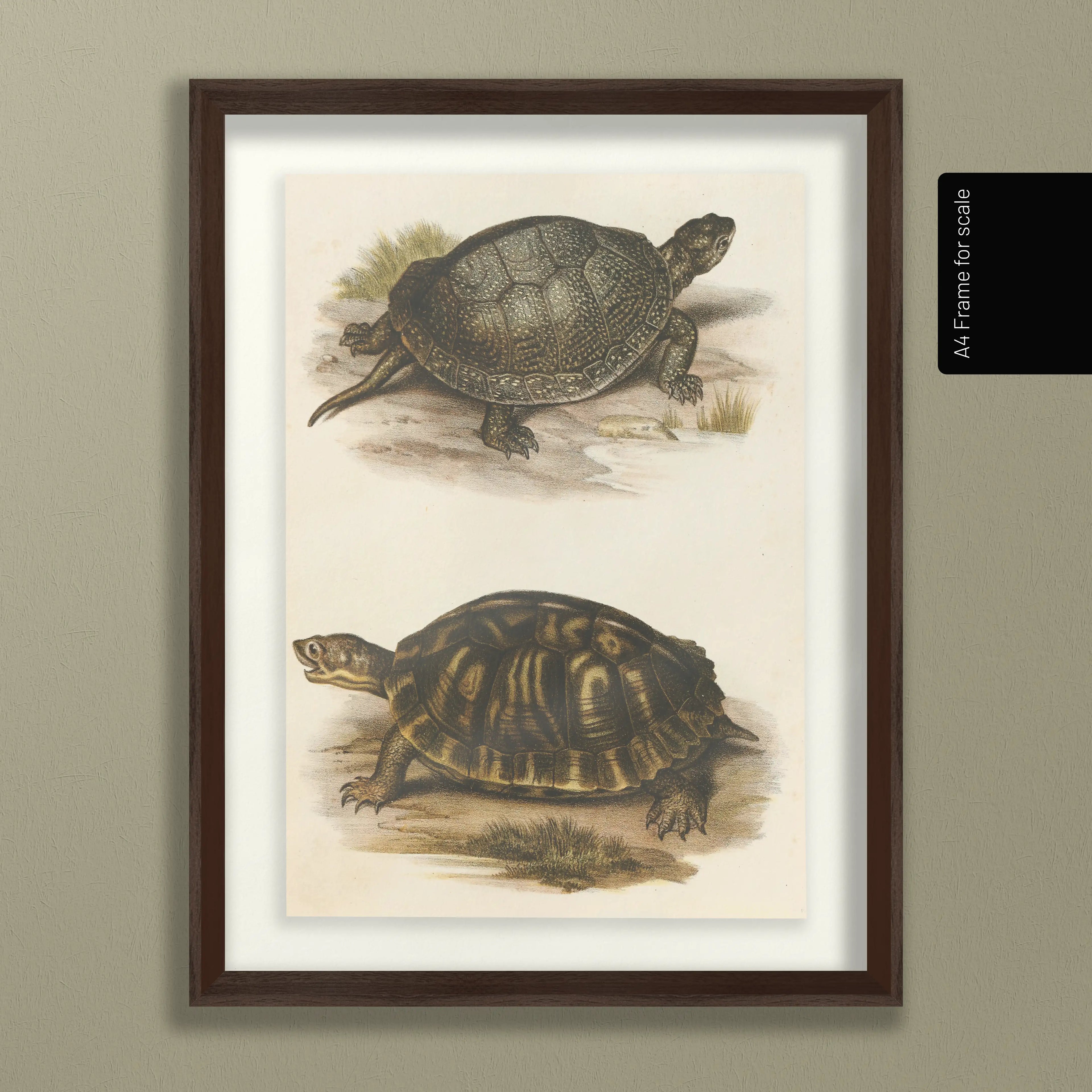 Natural History: Plate No. 98