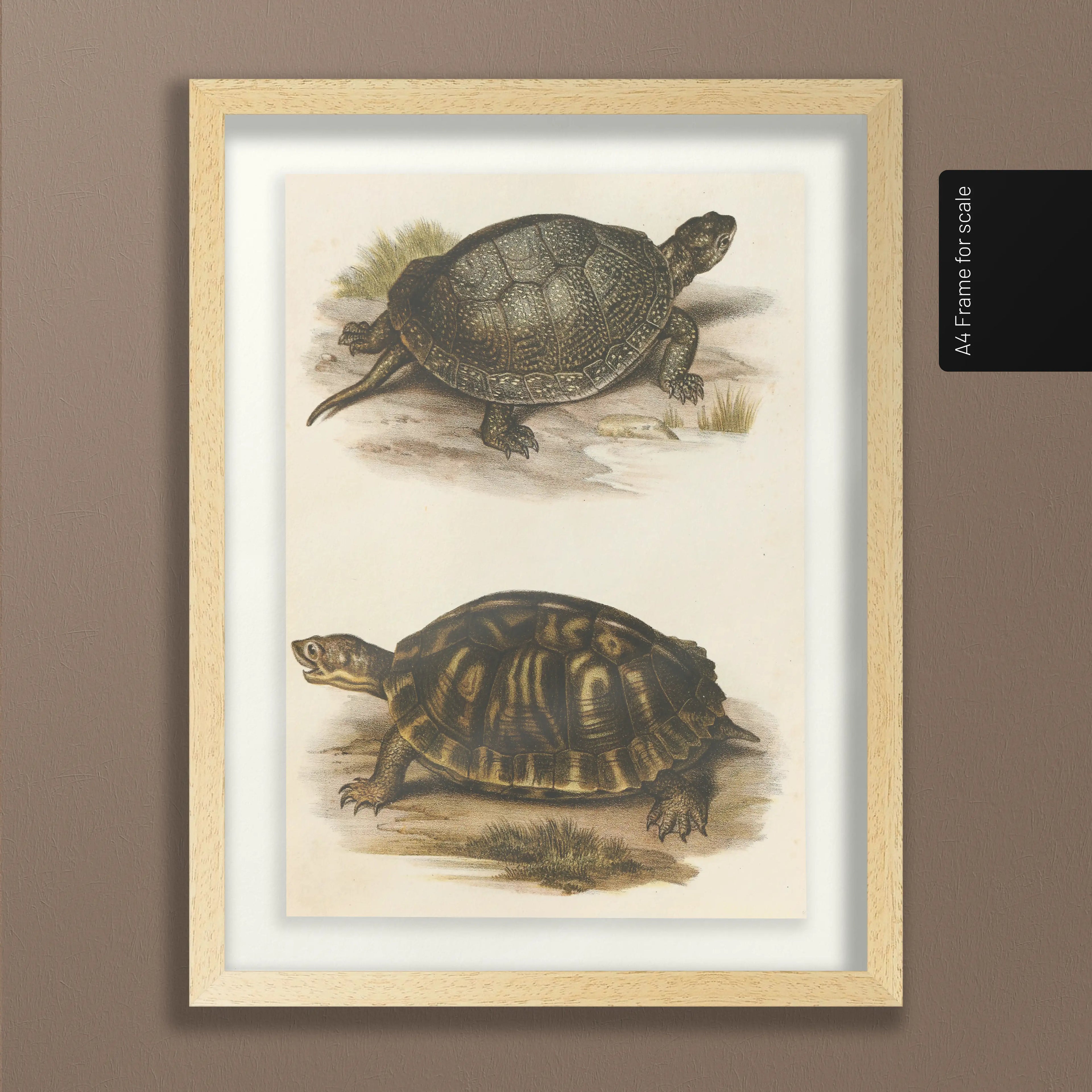 Natural History: Plate No. 98