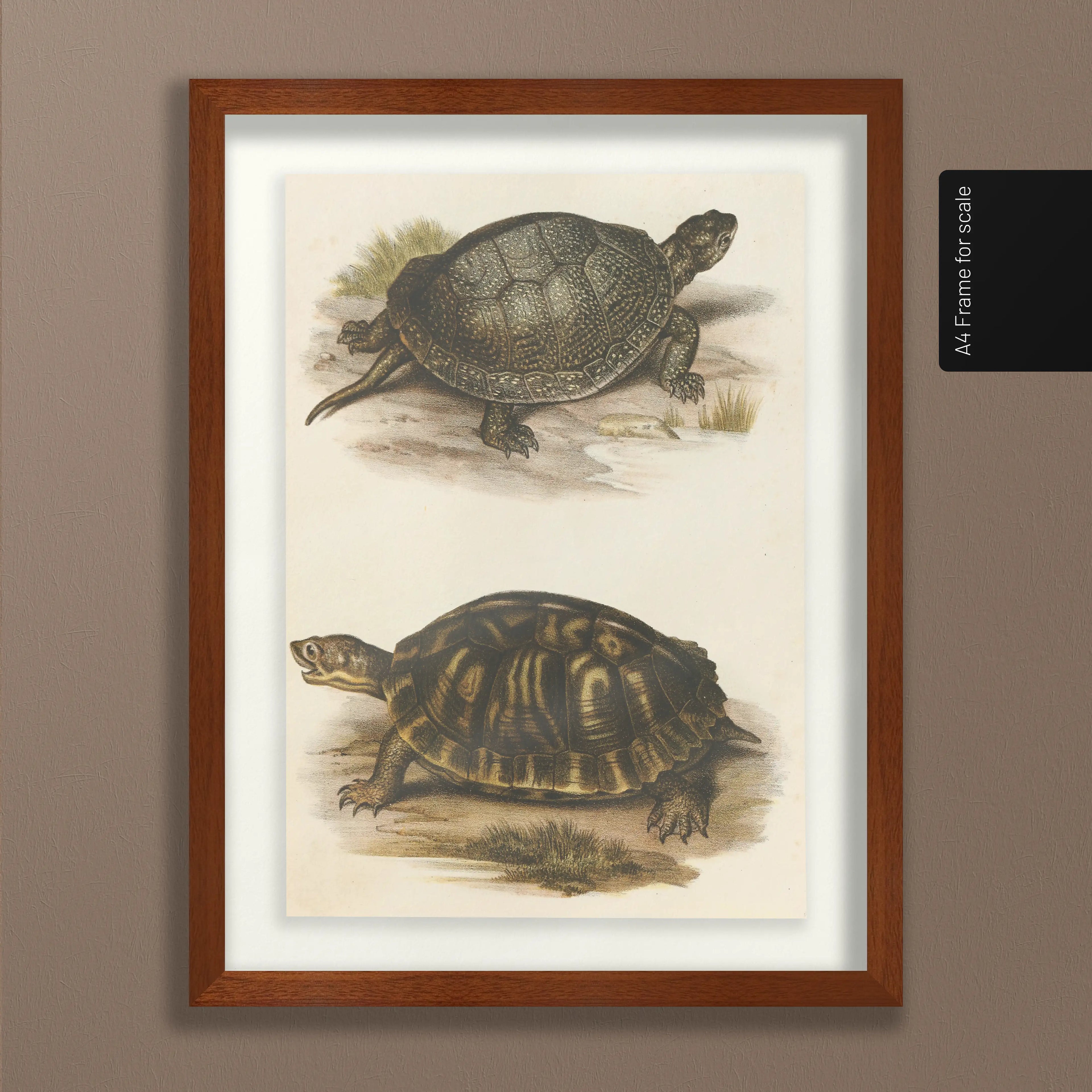 Natural History: Plate No. 98