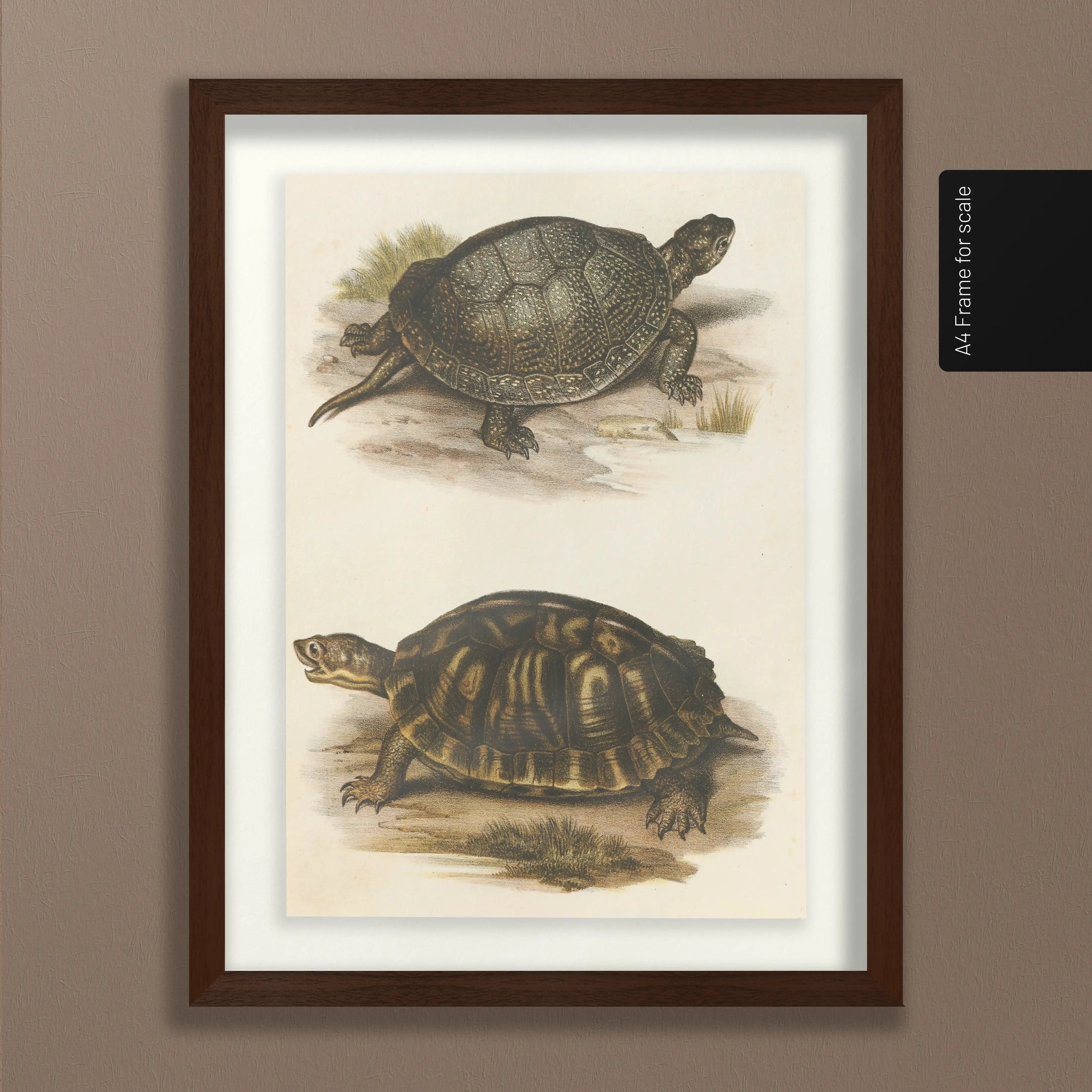 Natural History: Plate No. 98