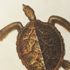 Natural History: Plate No. 99