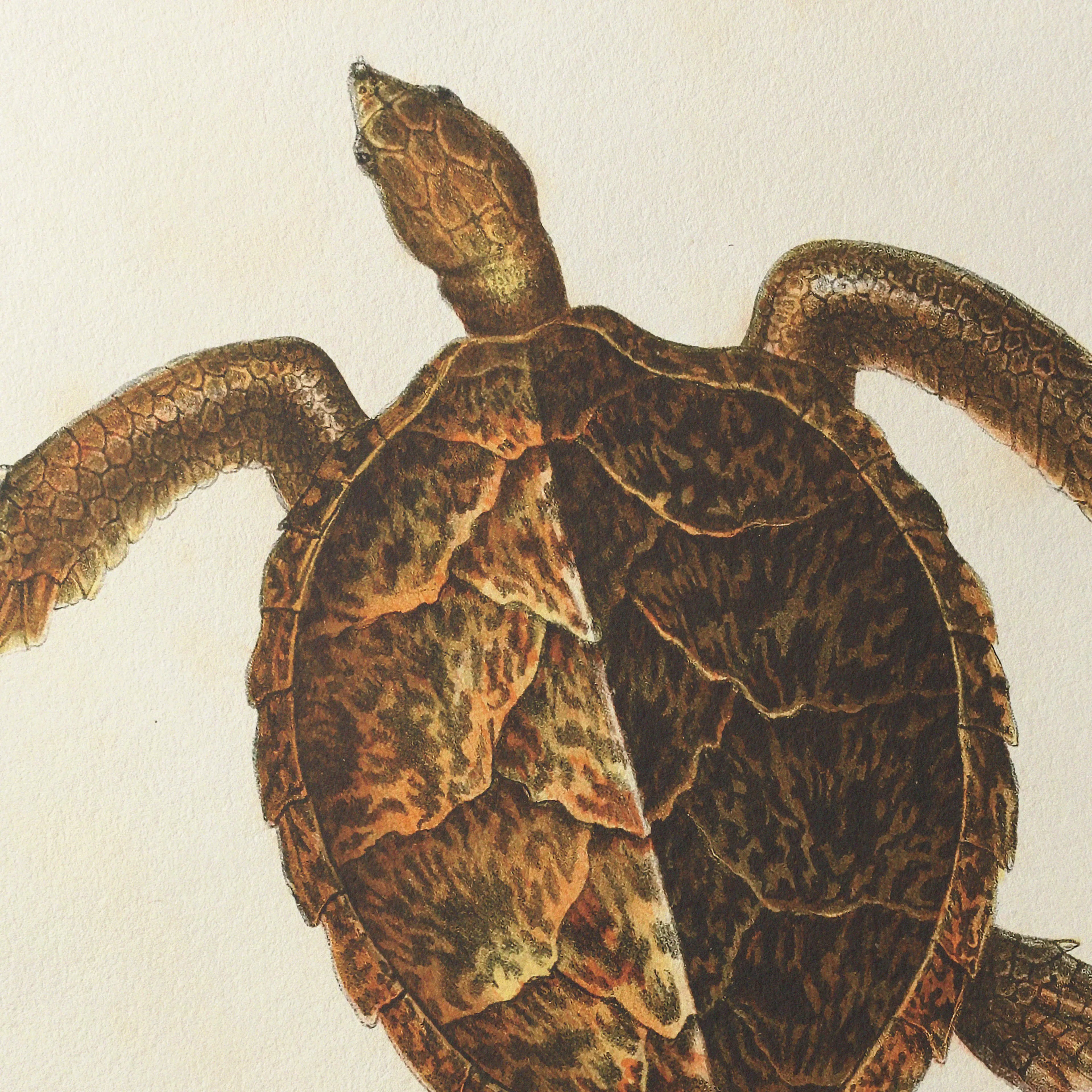 Natural History: Plate No. 99