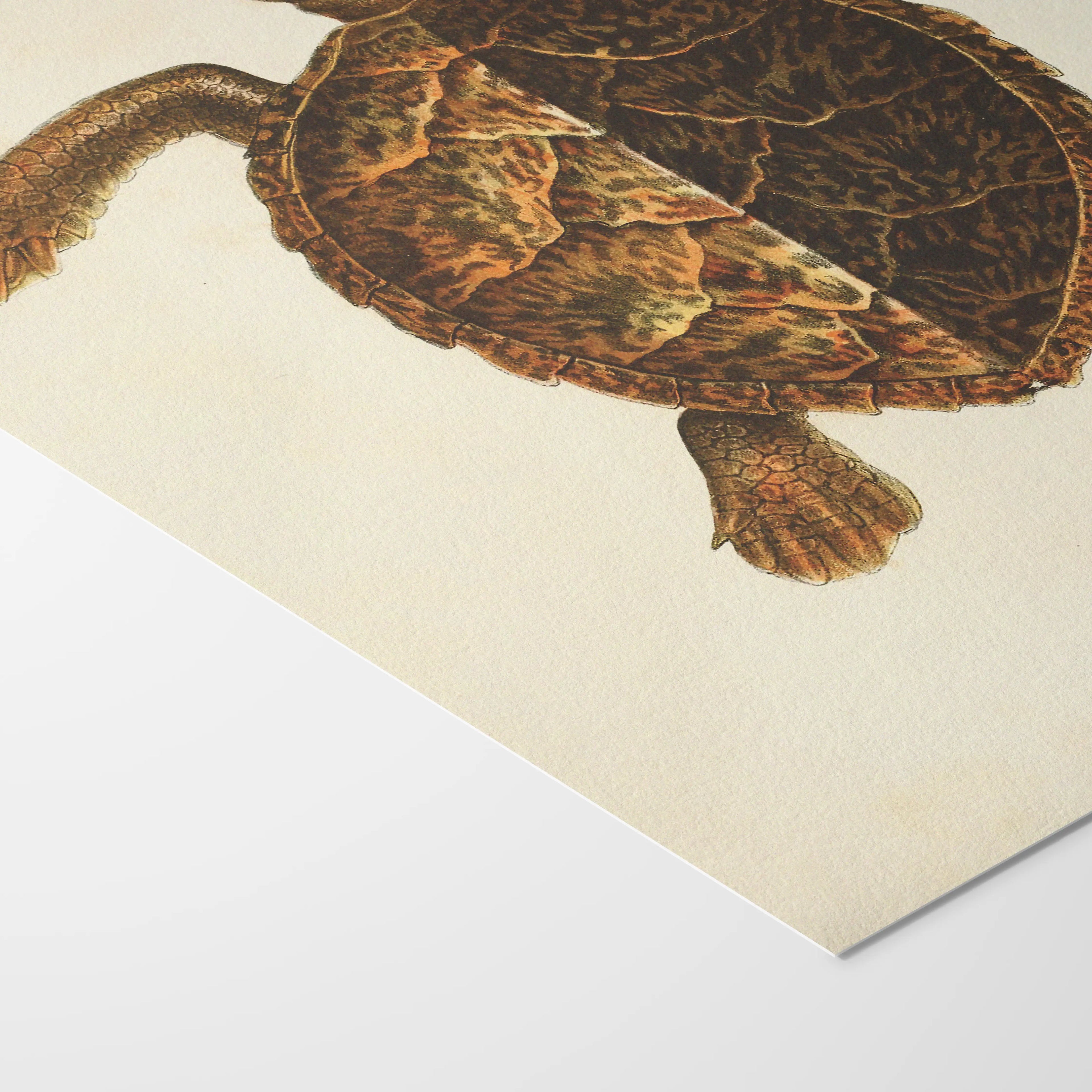 Natural History: Plate No. 99