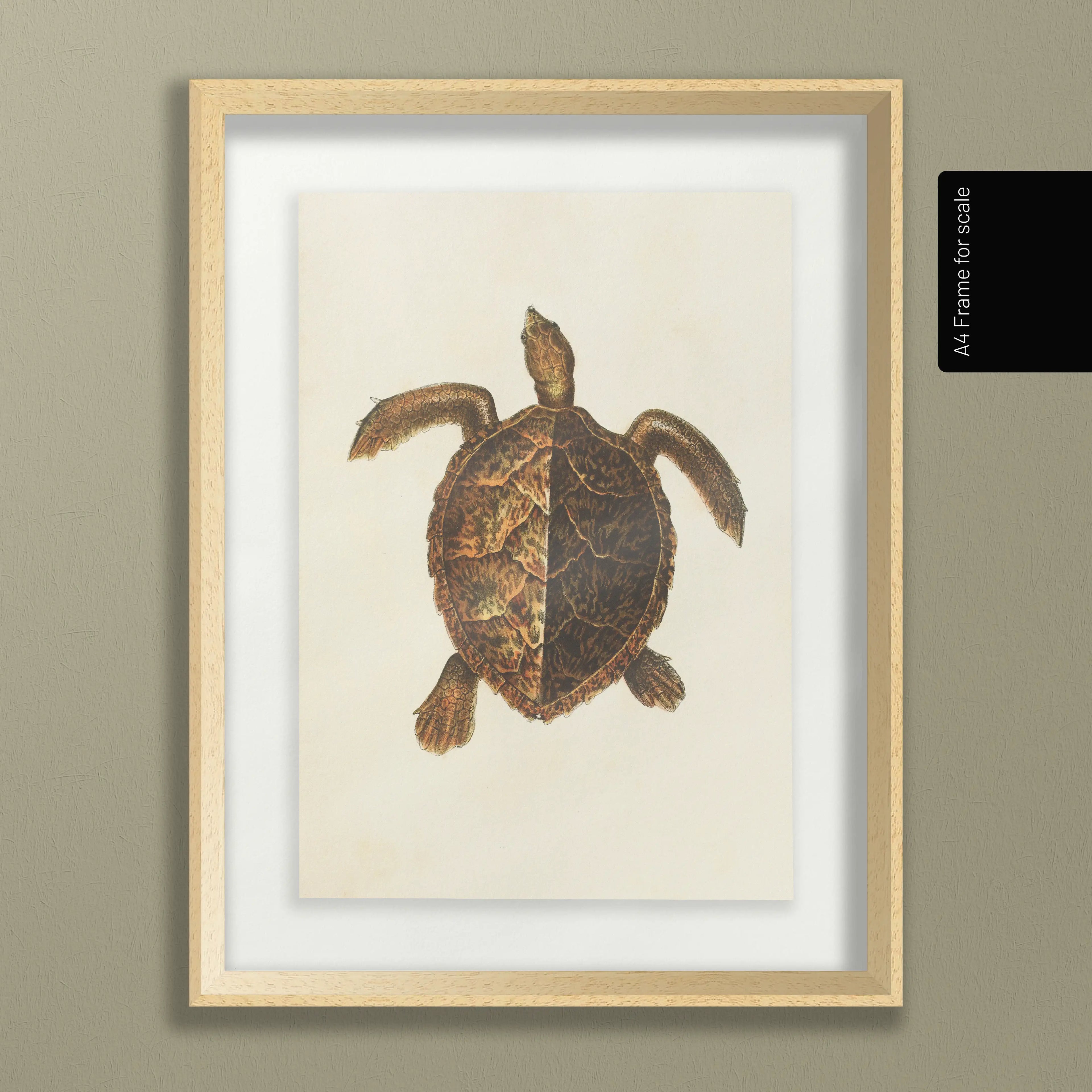 Natural History: Plate No. 99