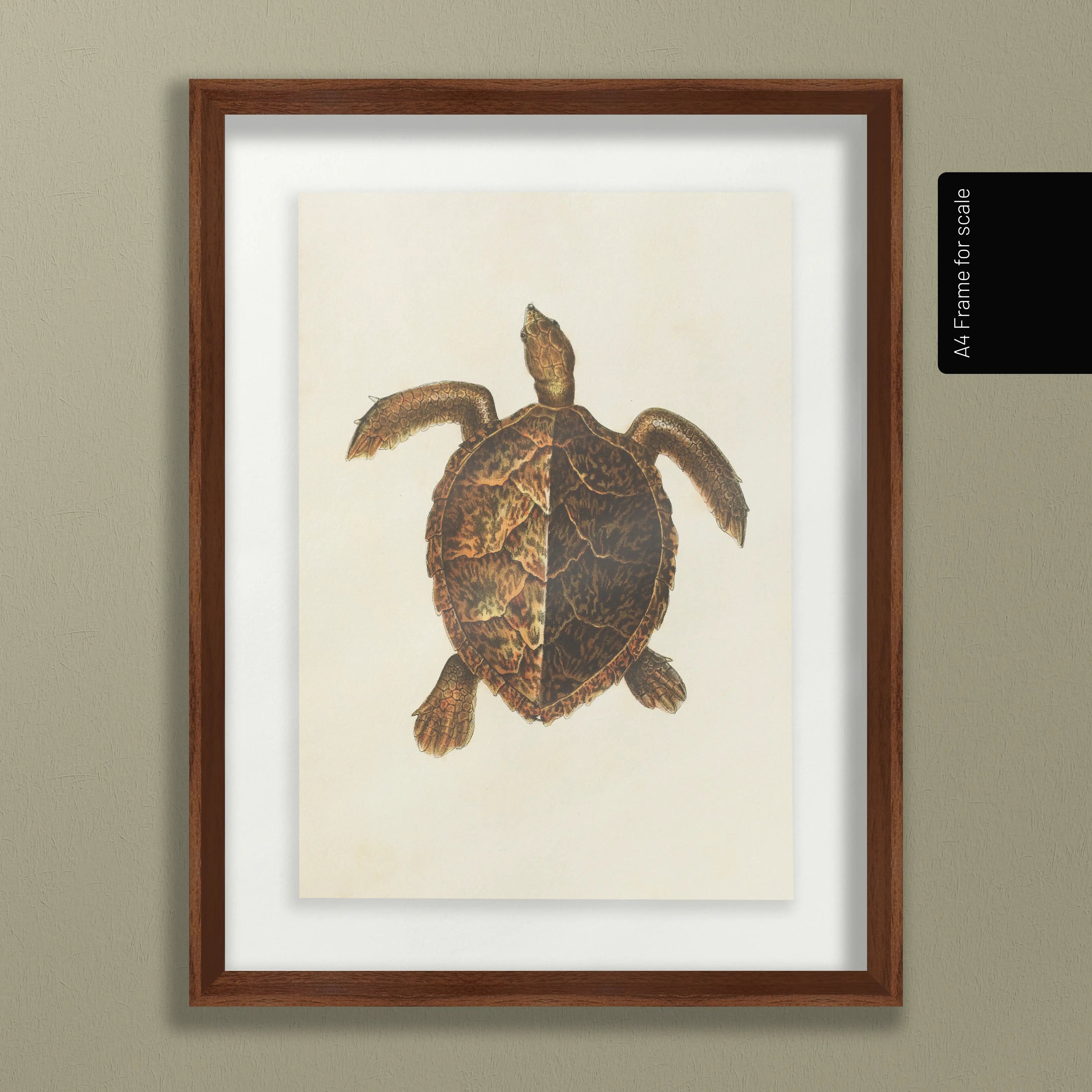 Natural History: Plate No. 99