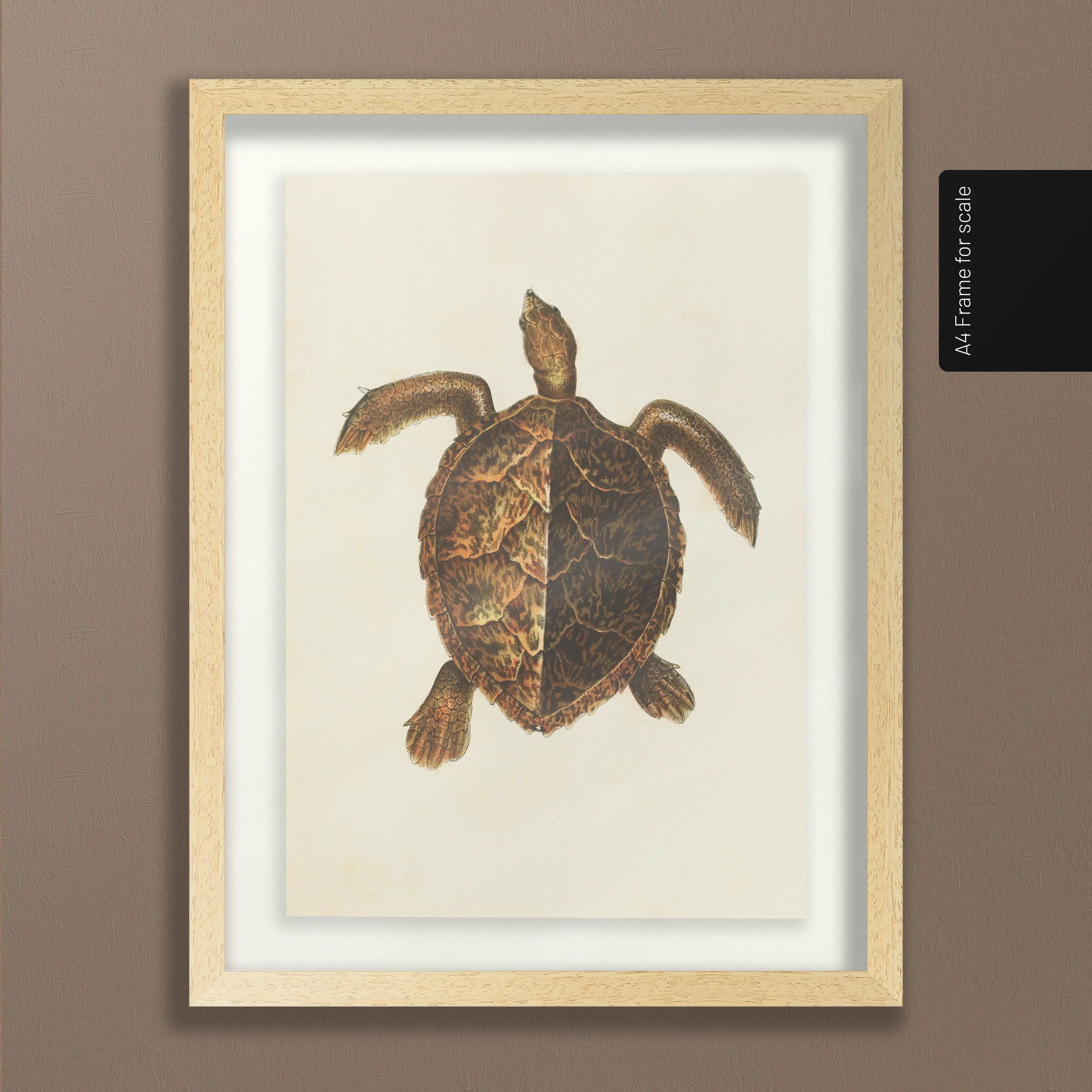 Natural History: Plate No. 99