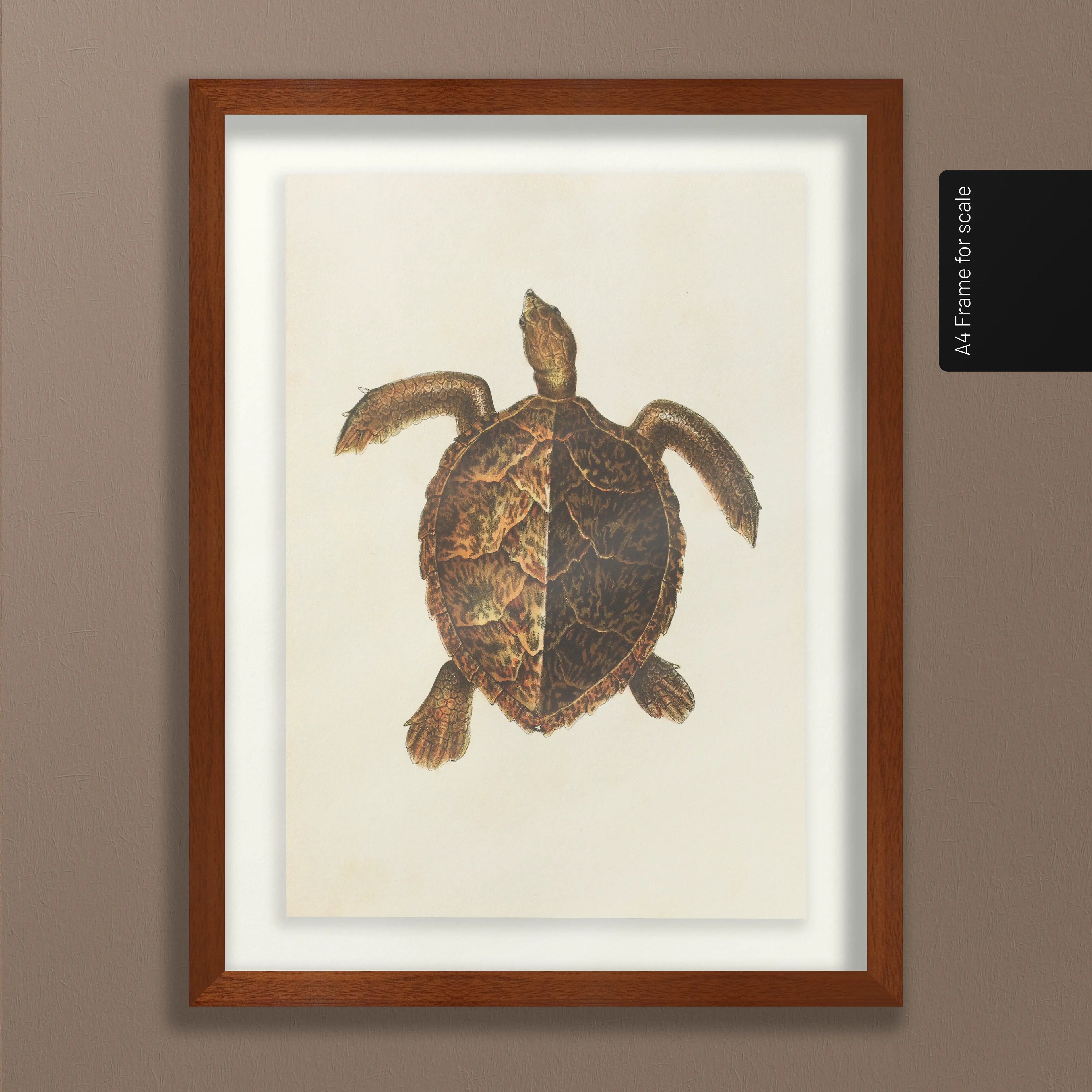 Natural History: Plate No. 99