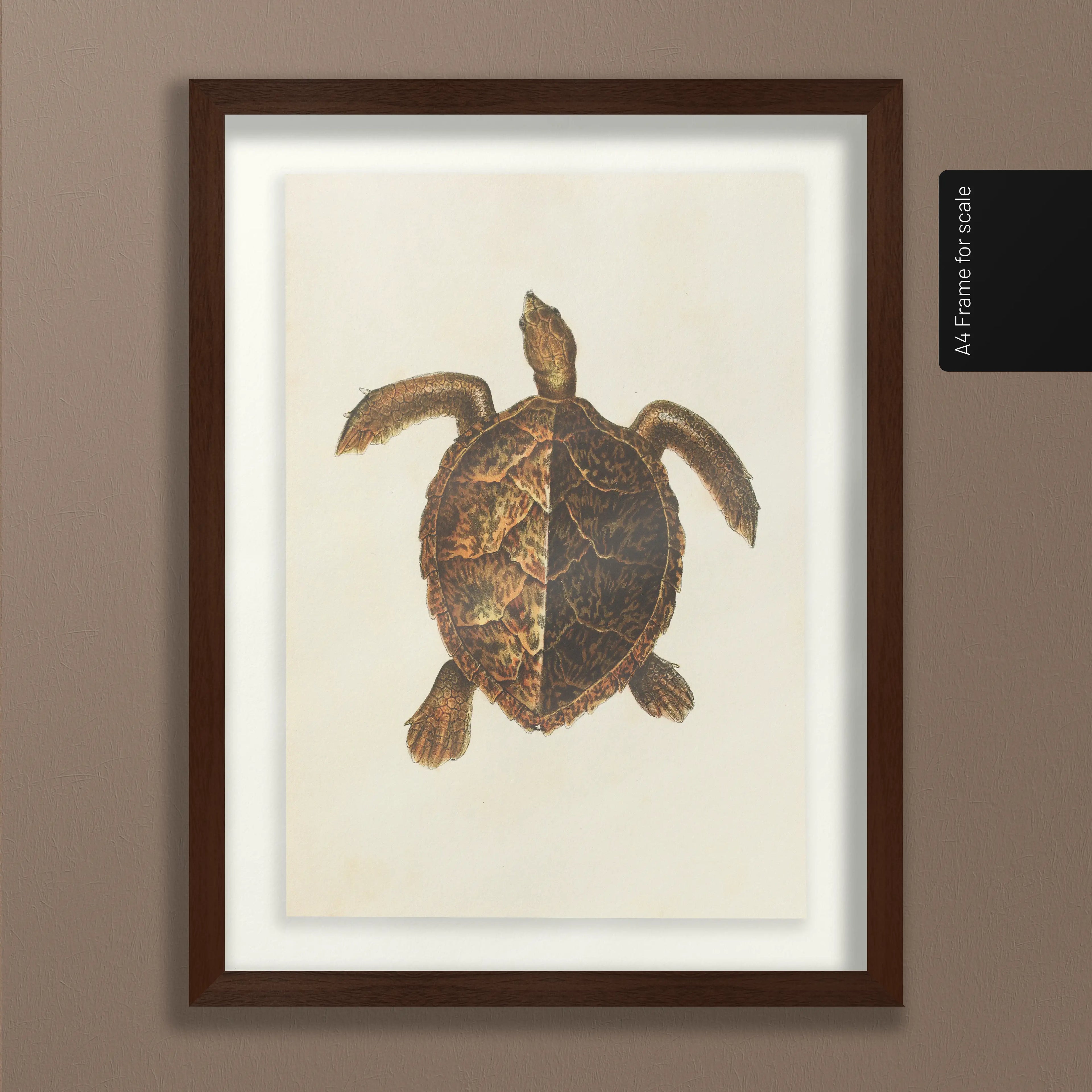 Natural History: Plate No. 99