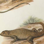 Natural History: Plate No. 100