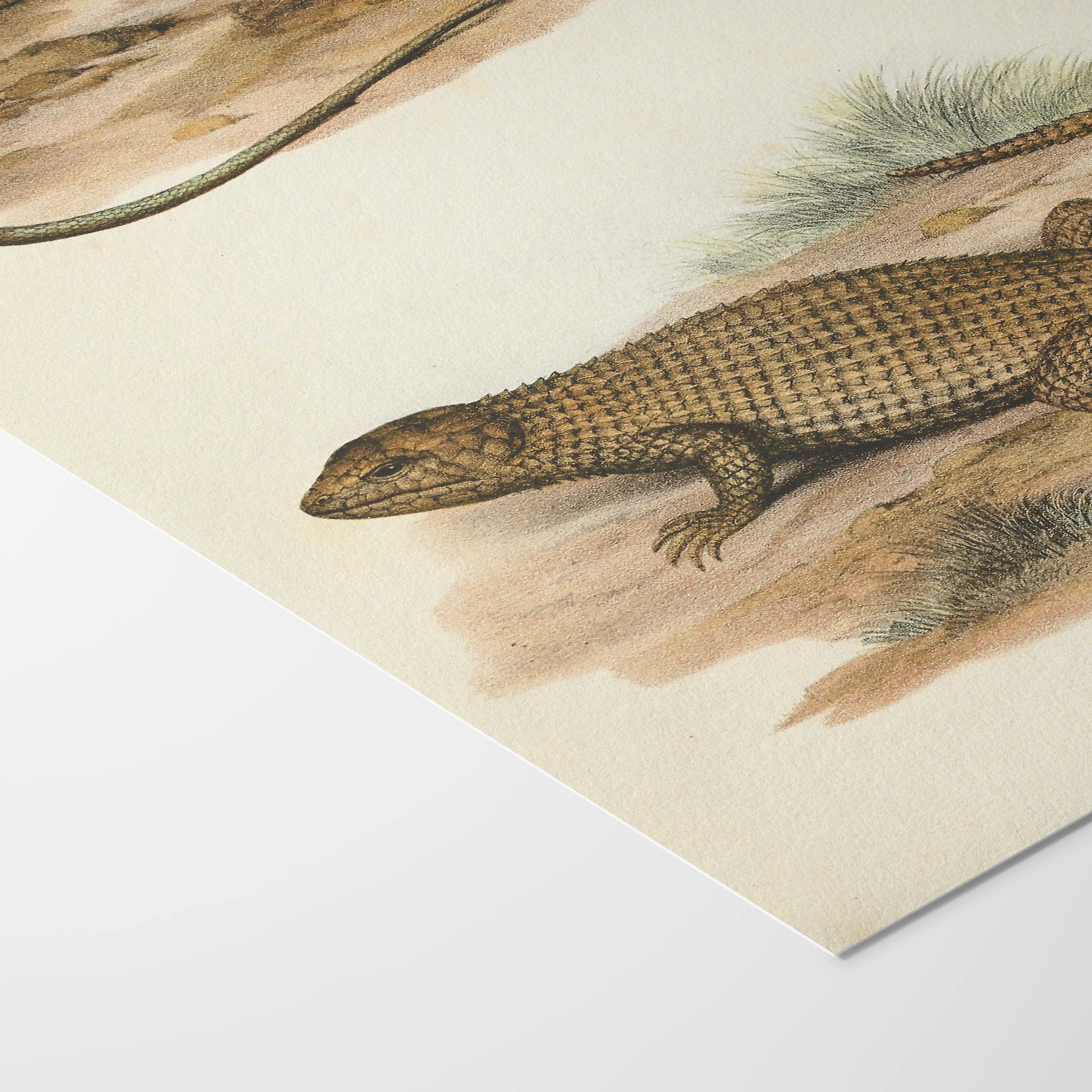 Natural History: Plate No. 100