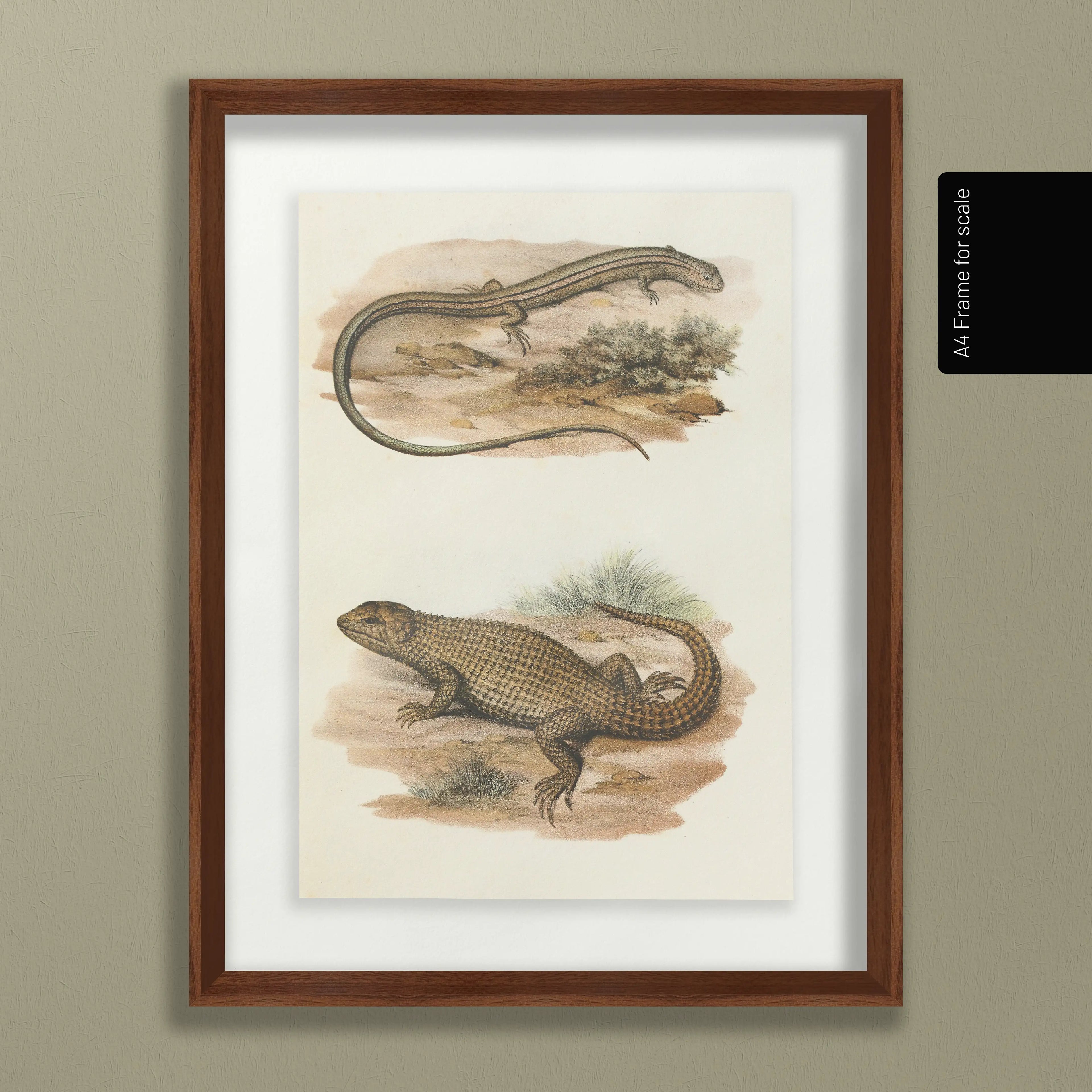 Natural History: Plate No. 100