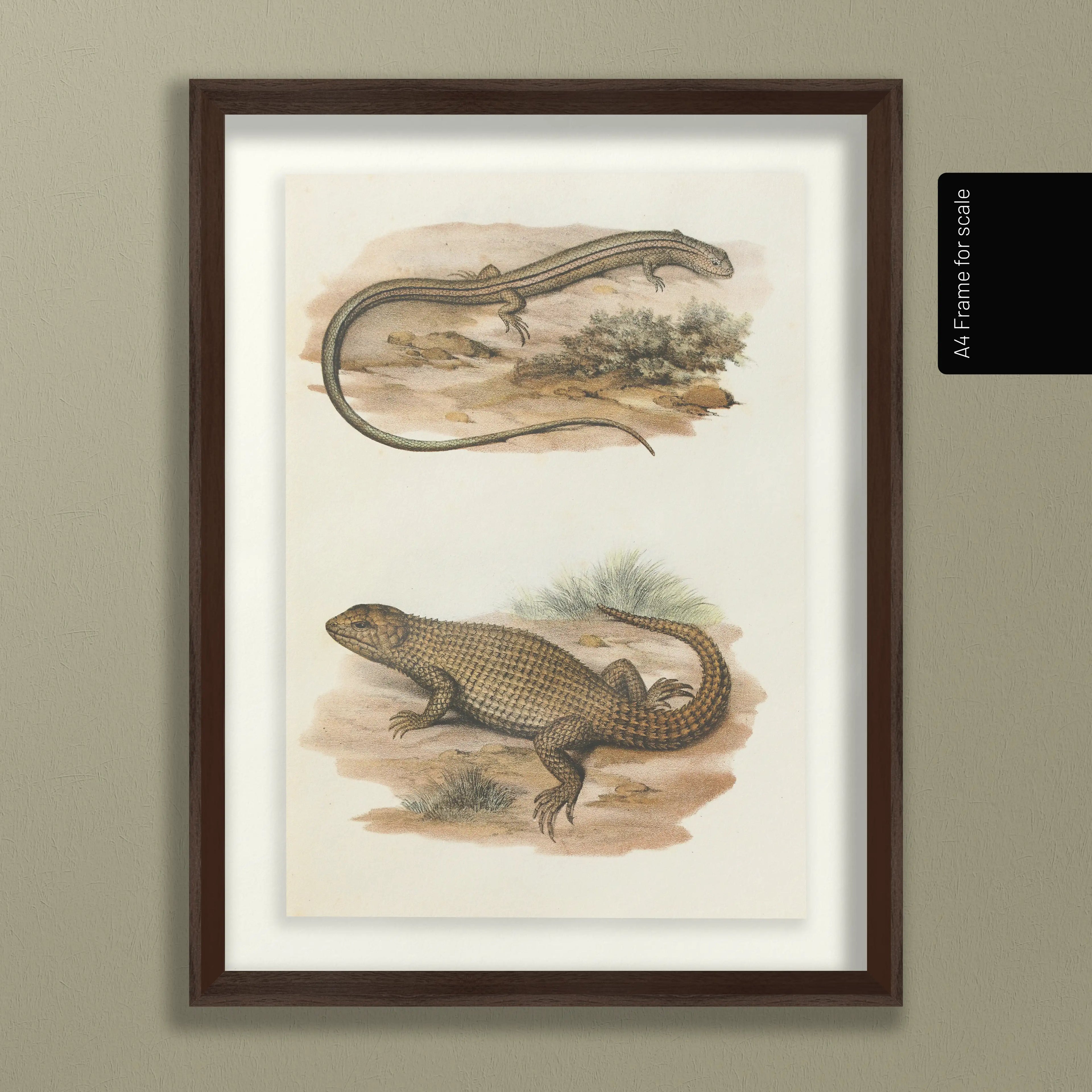 Natural History: Plate No. 100