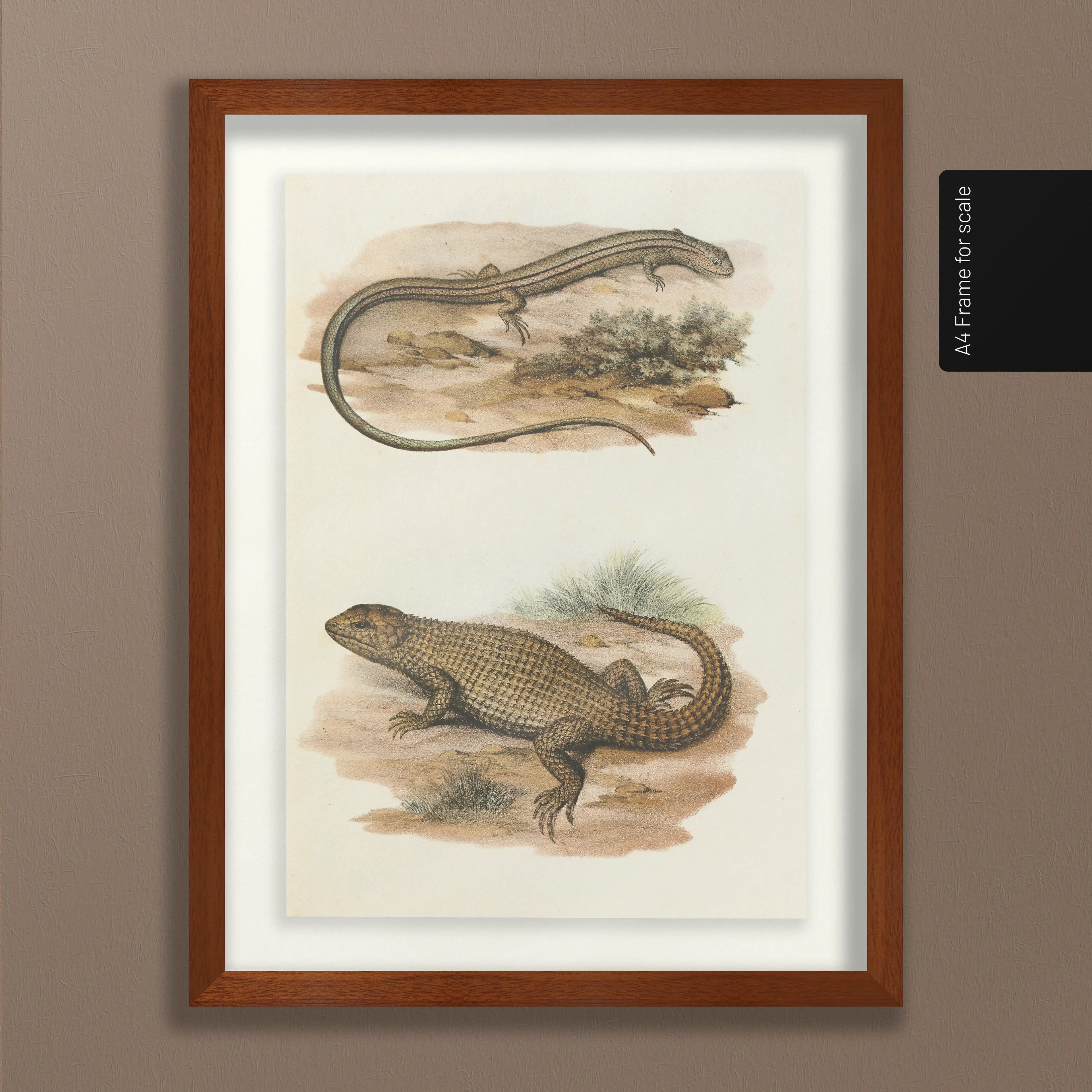 Natural History: Plate No. 100