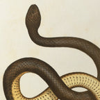 Natural History: Plate No. 101