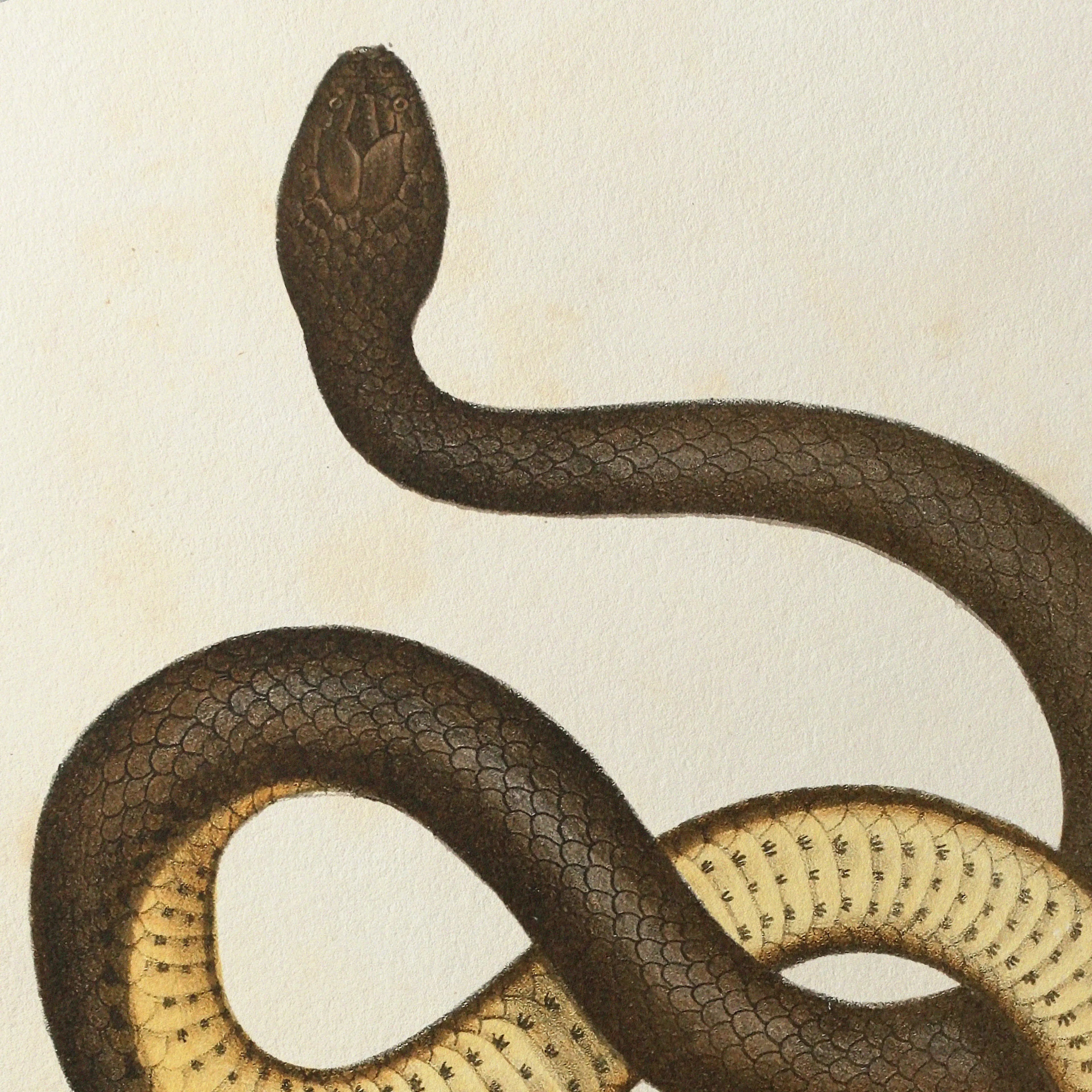 Natural History: Plate No. 101