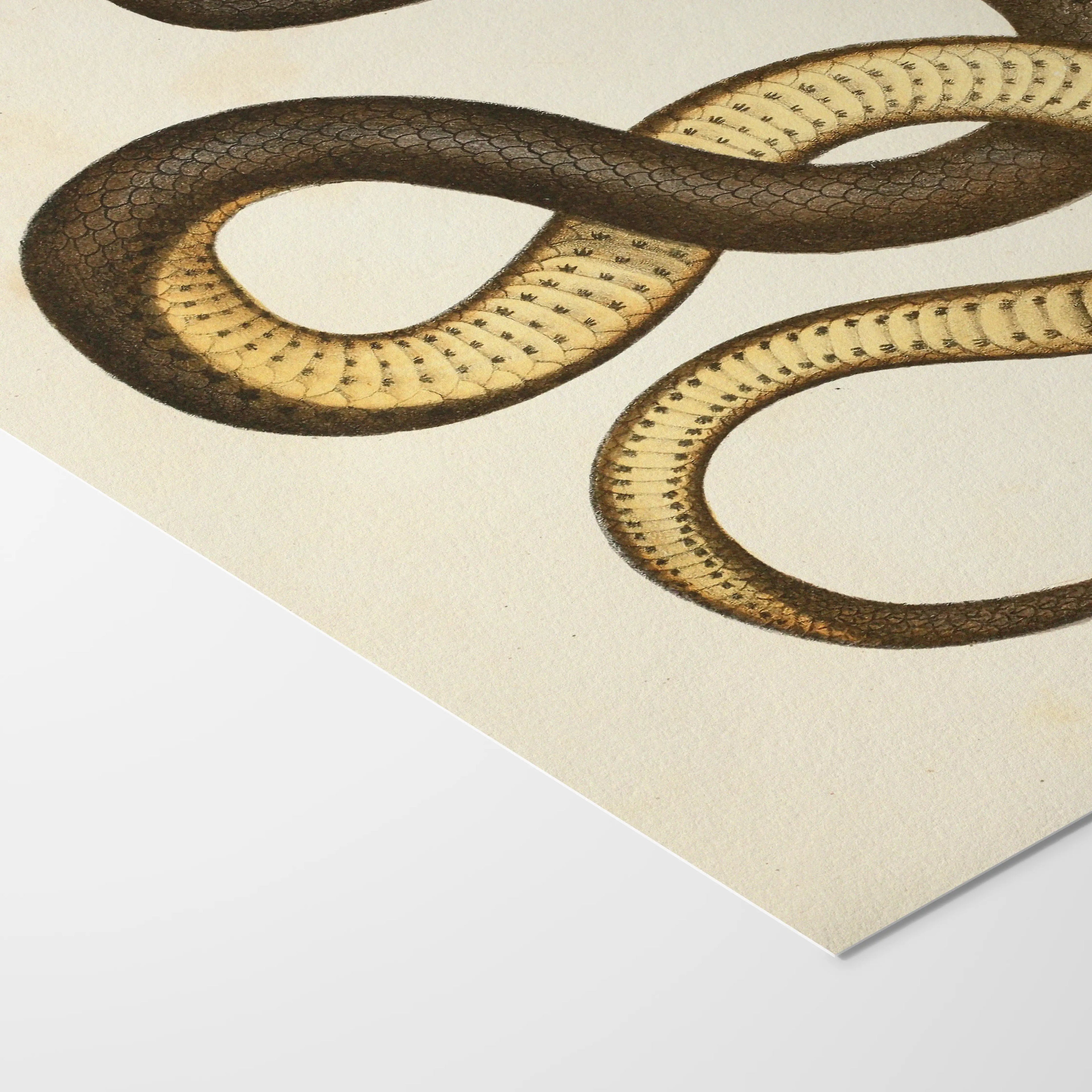 Natural History: Plate No. 101