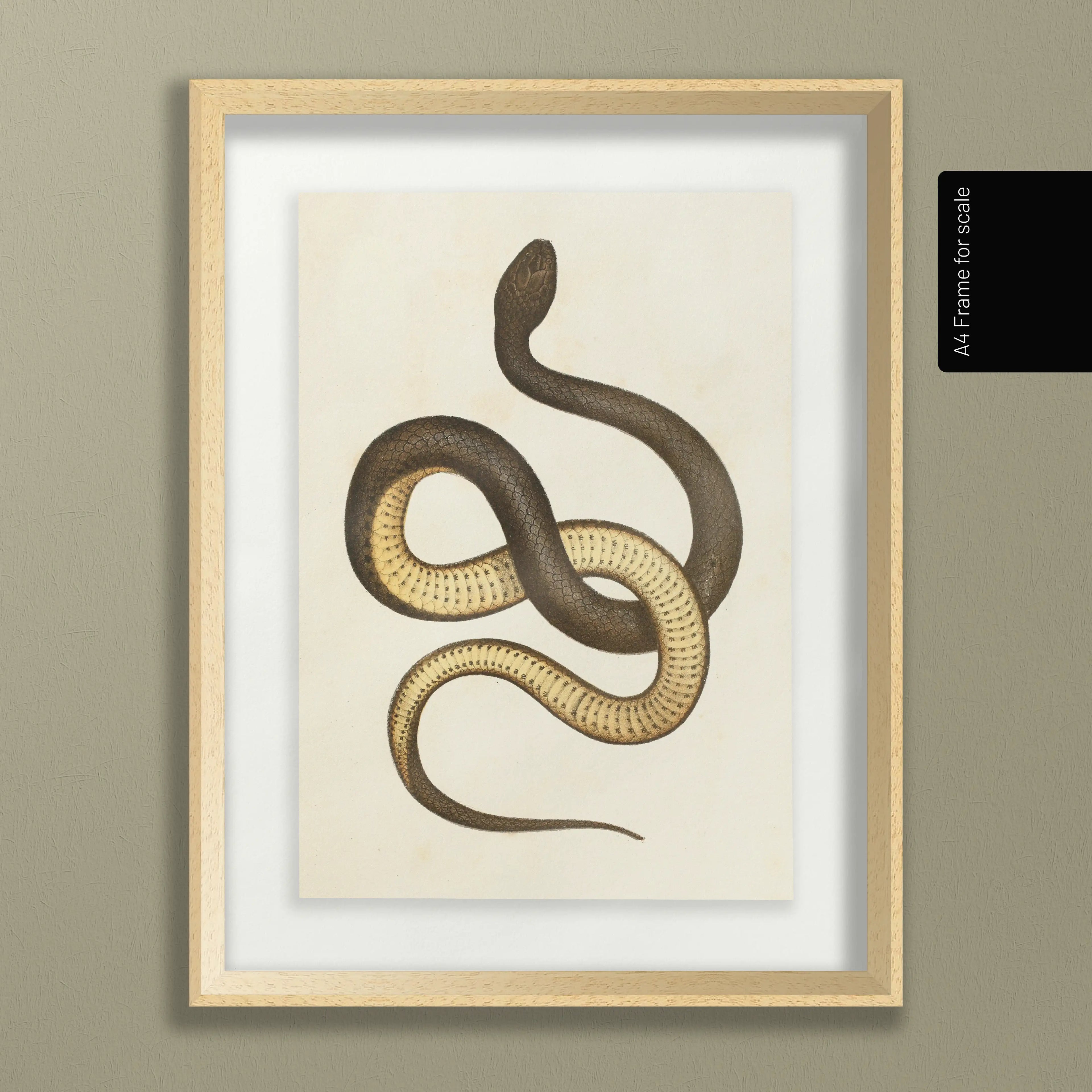 Natural History: Plate No. 101