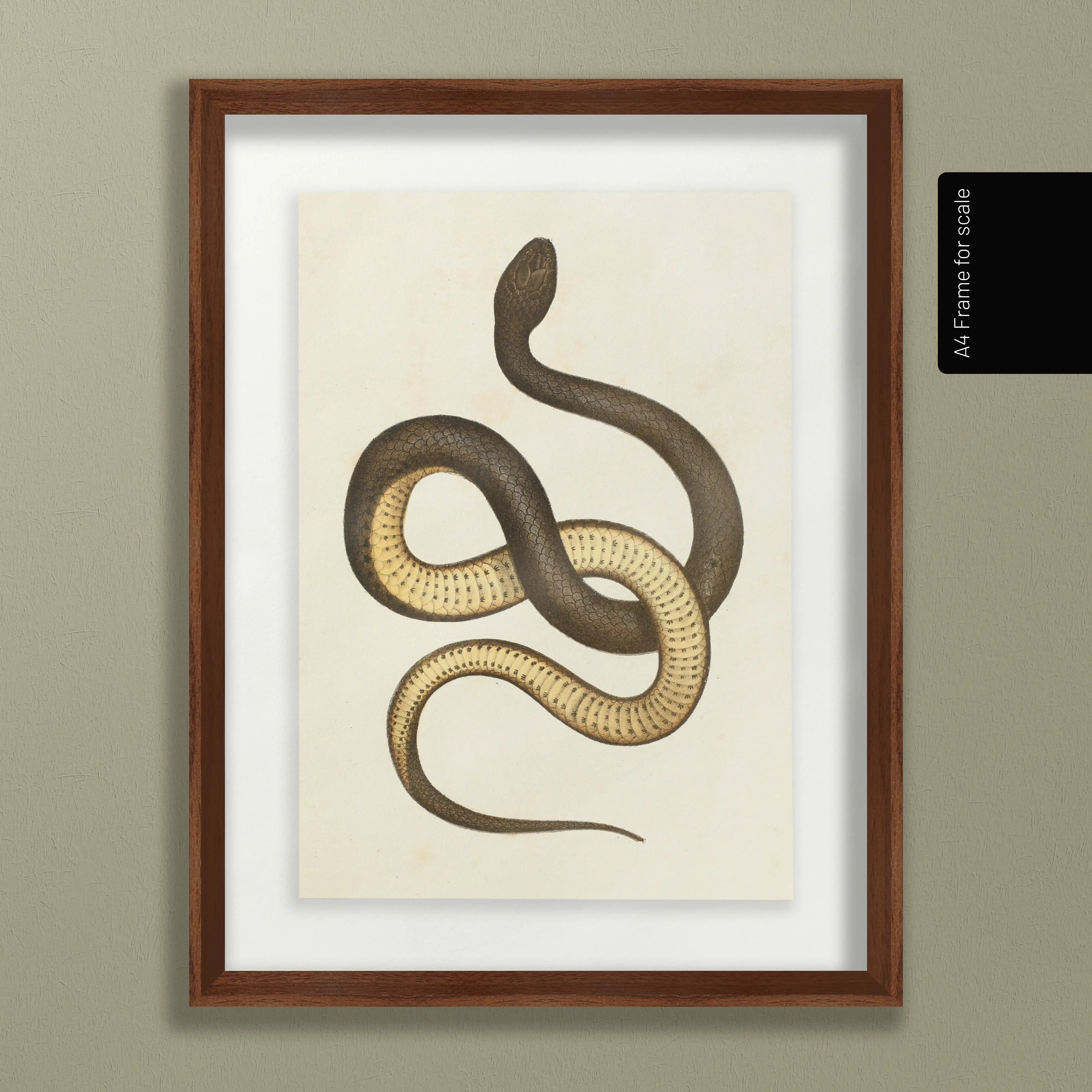 Natural History: Plate No. 101