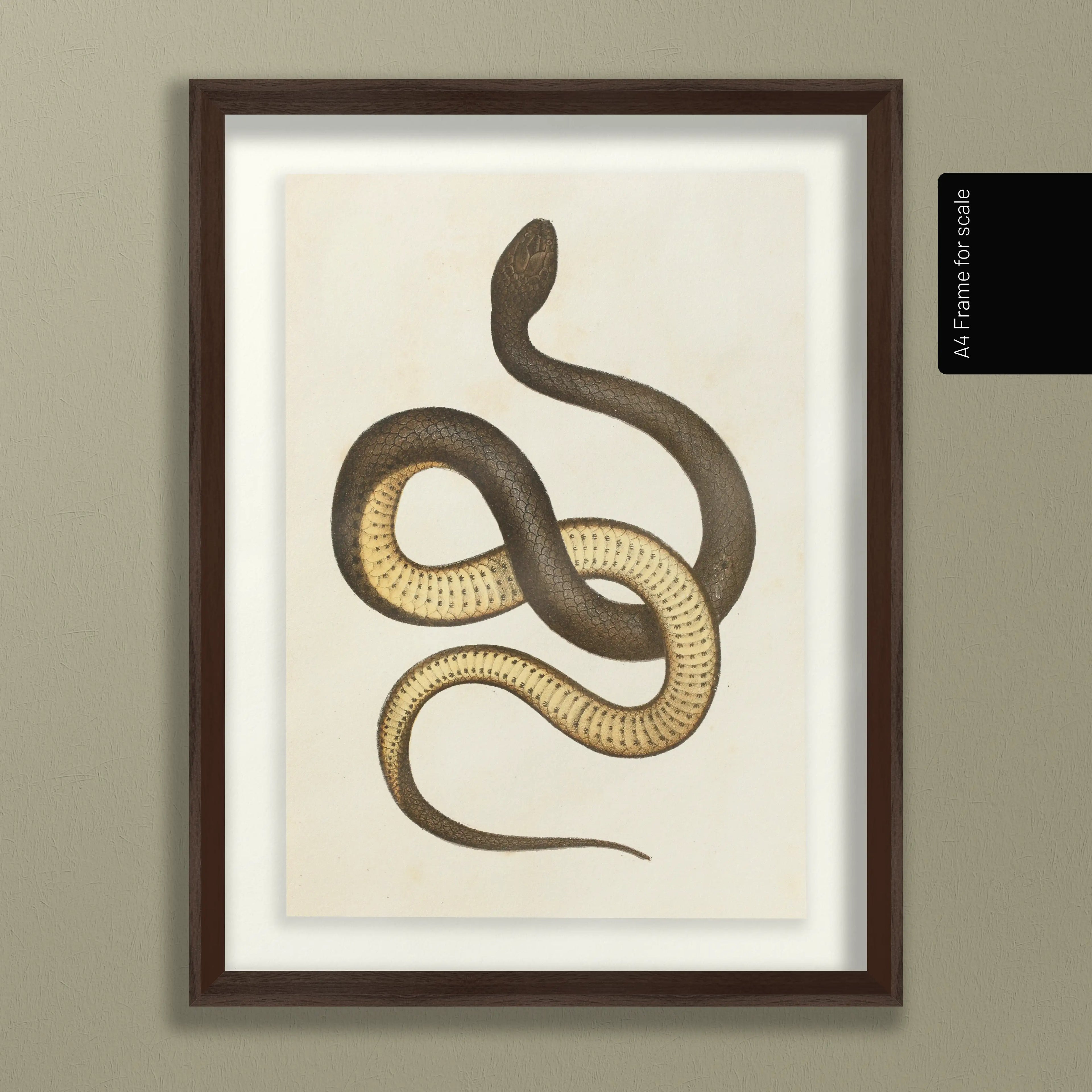 Natural History: Plate No. 101