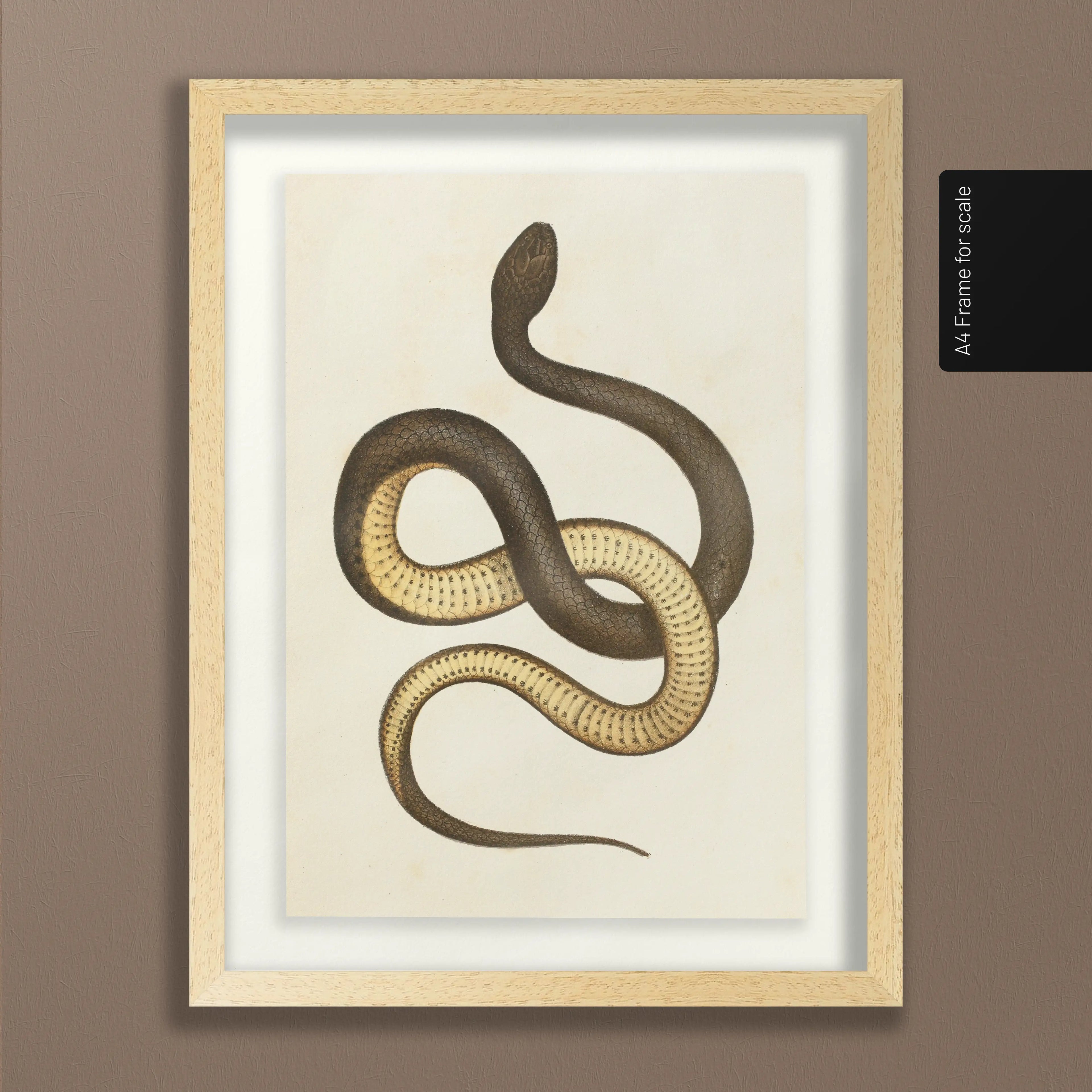 Natural History: Plate No. 101