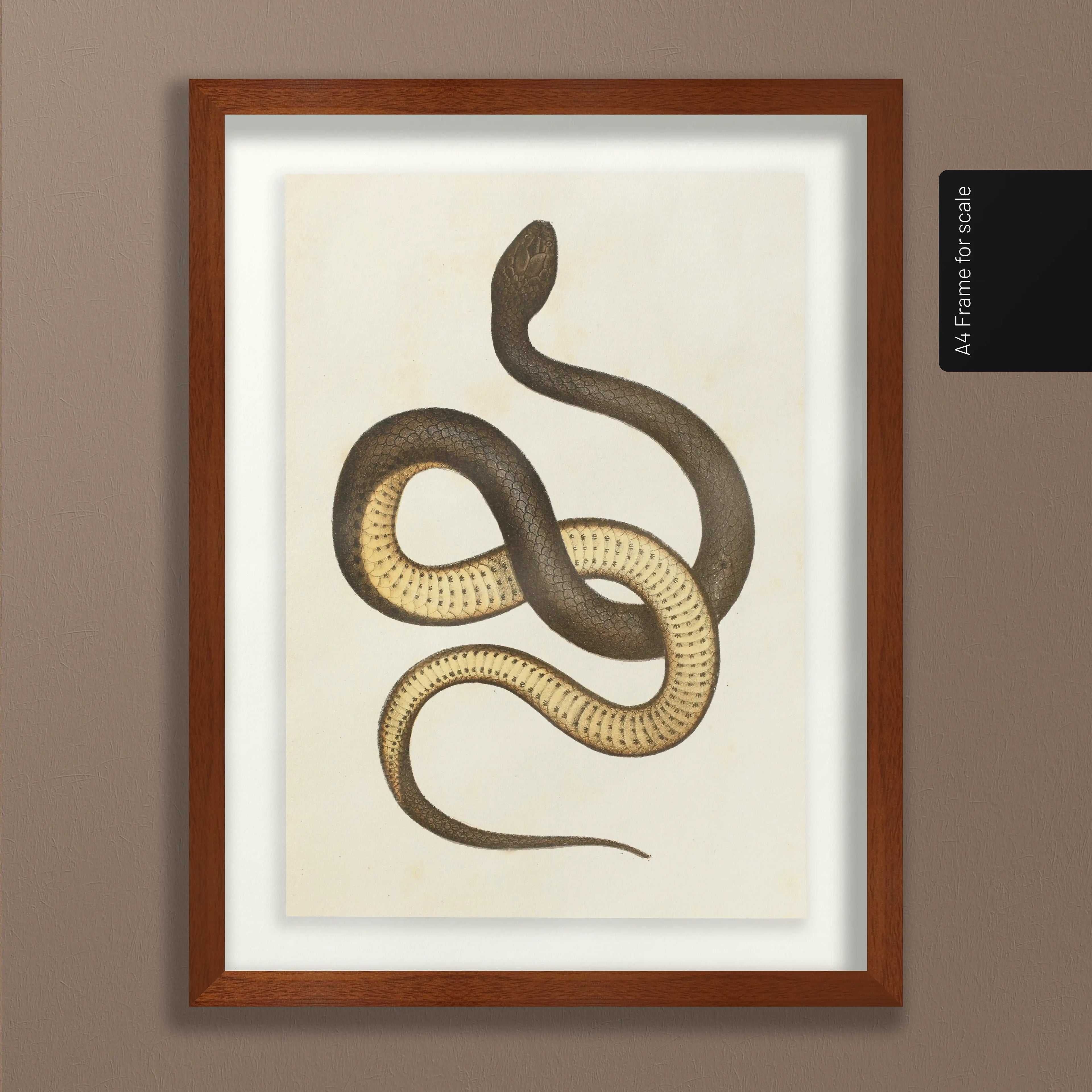 Natural History: Plate No. 101