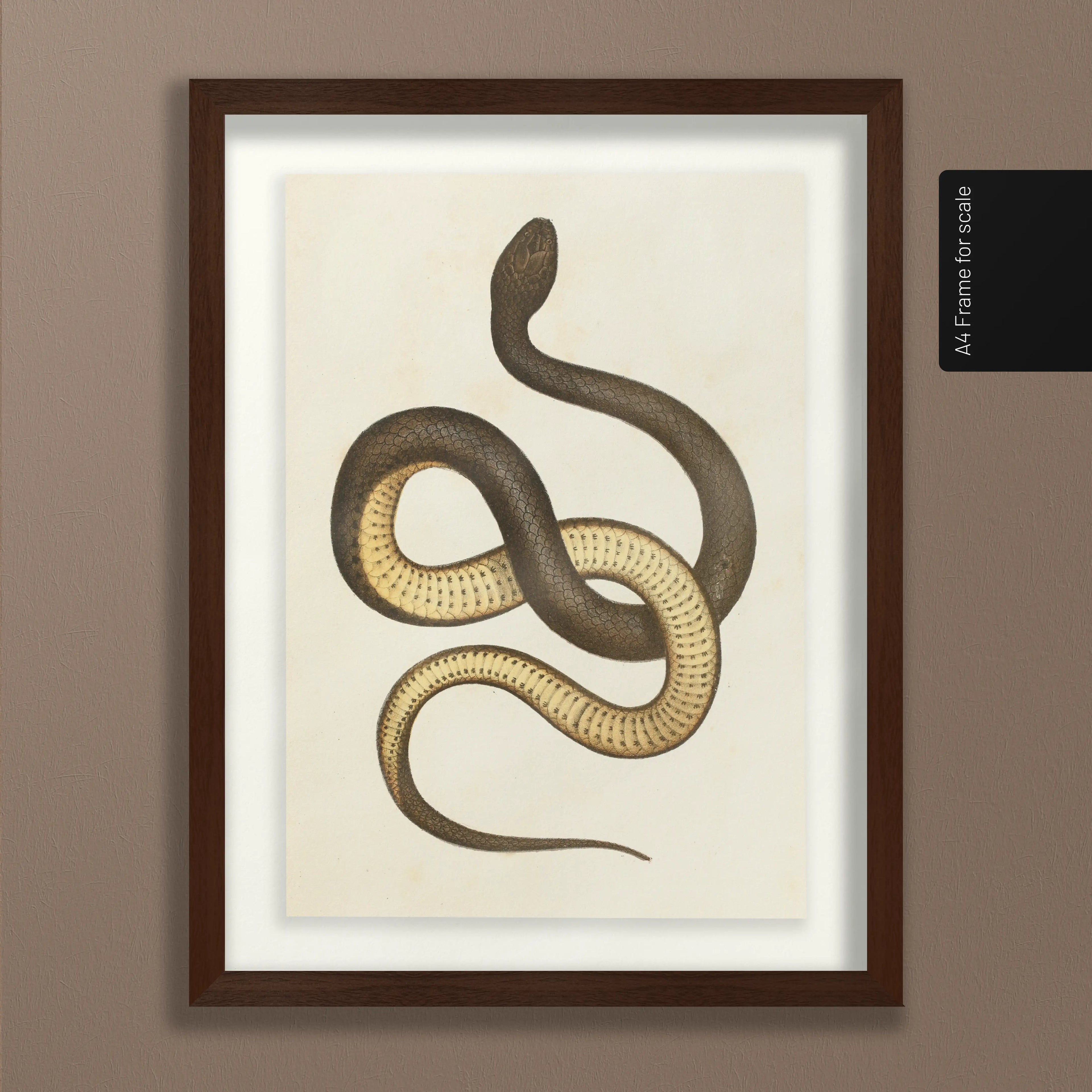 Natural History: Plate No. 101