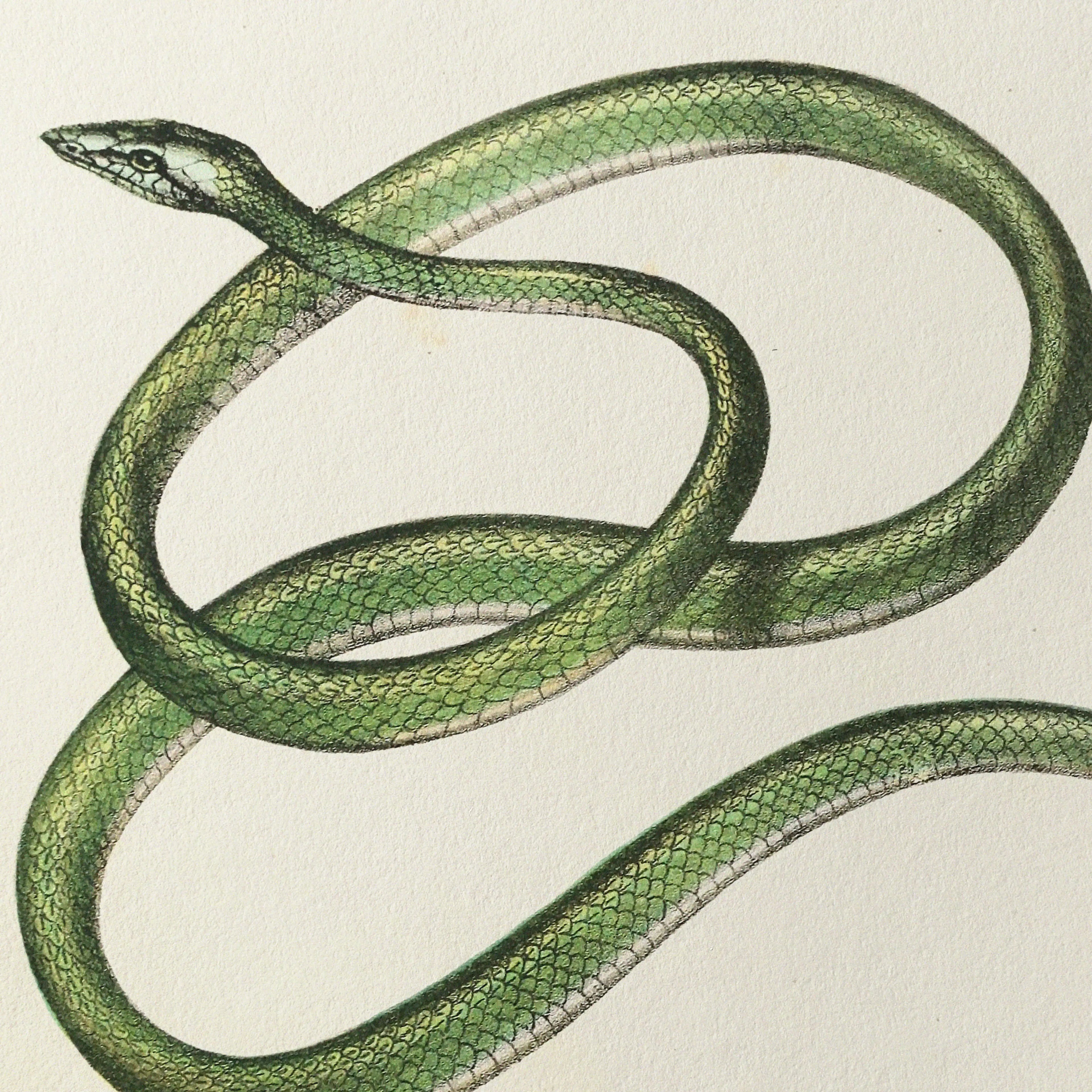 Natural History: Plate No. 102